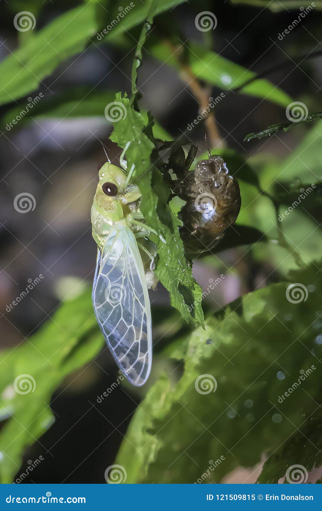 Cicada Emerging and Pumping Up Wings in Jungle Stock Image - Image