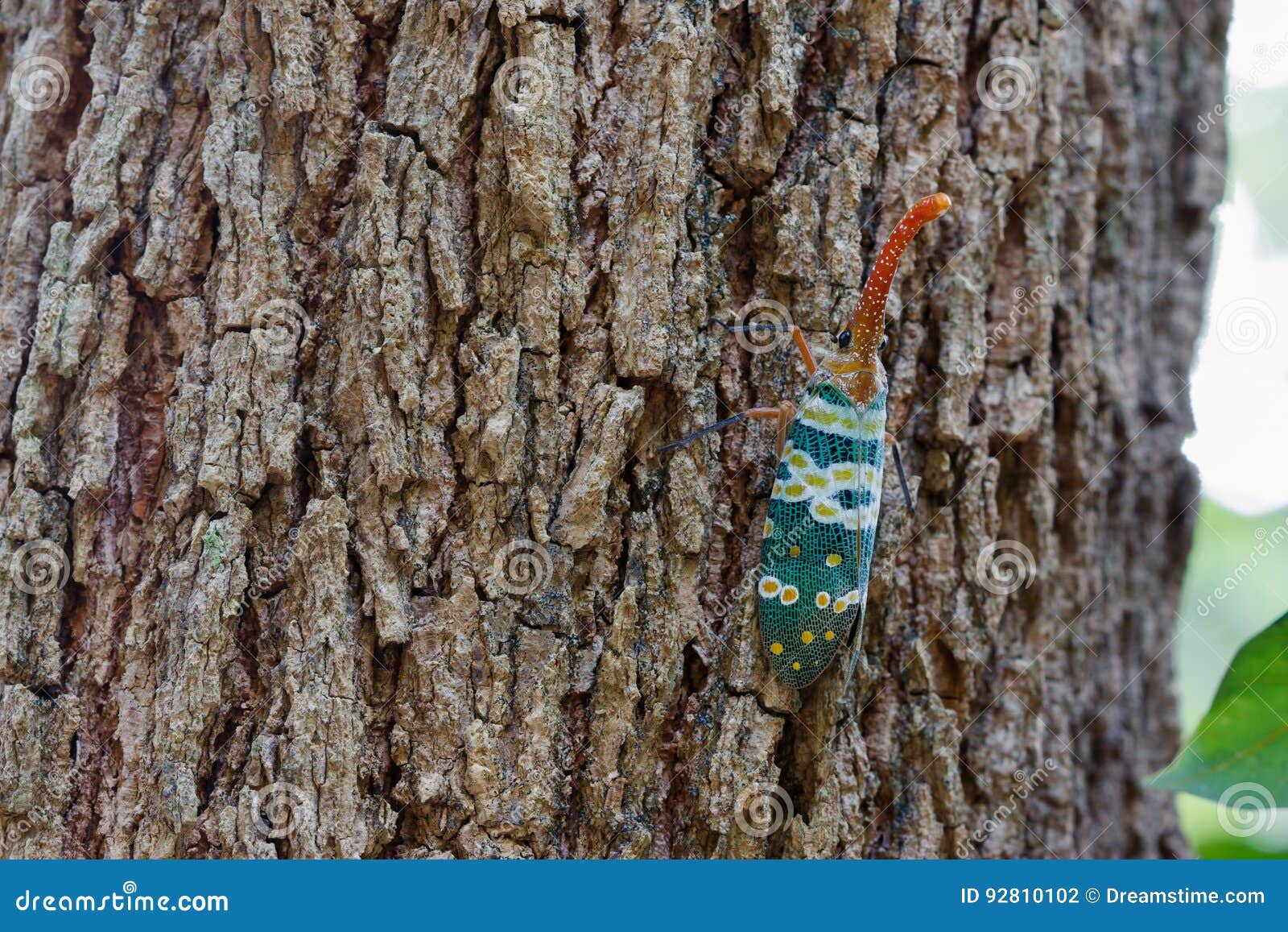 cicada or lantern fly on tree