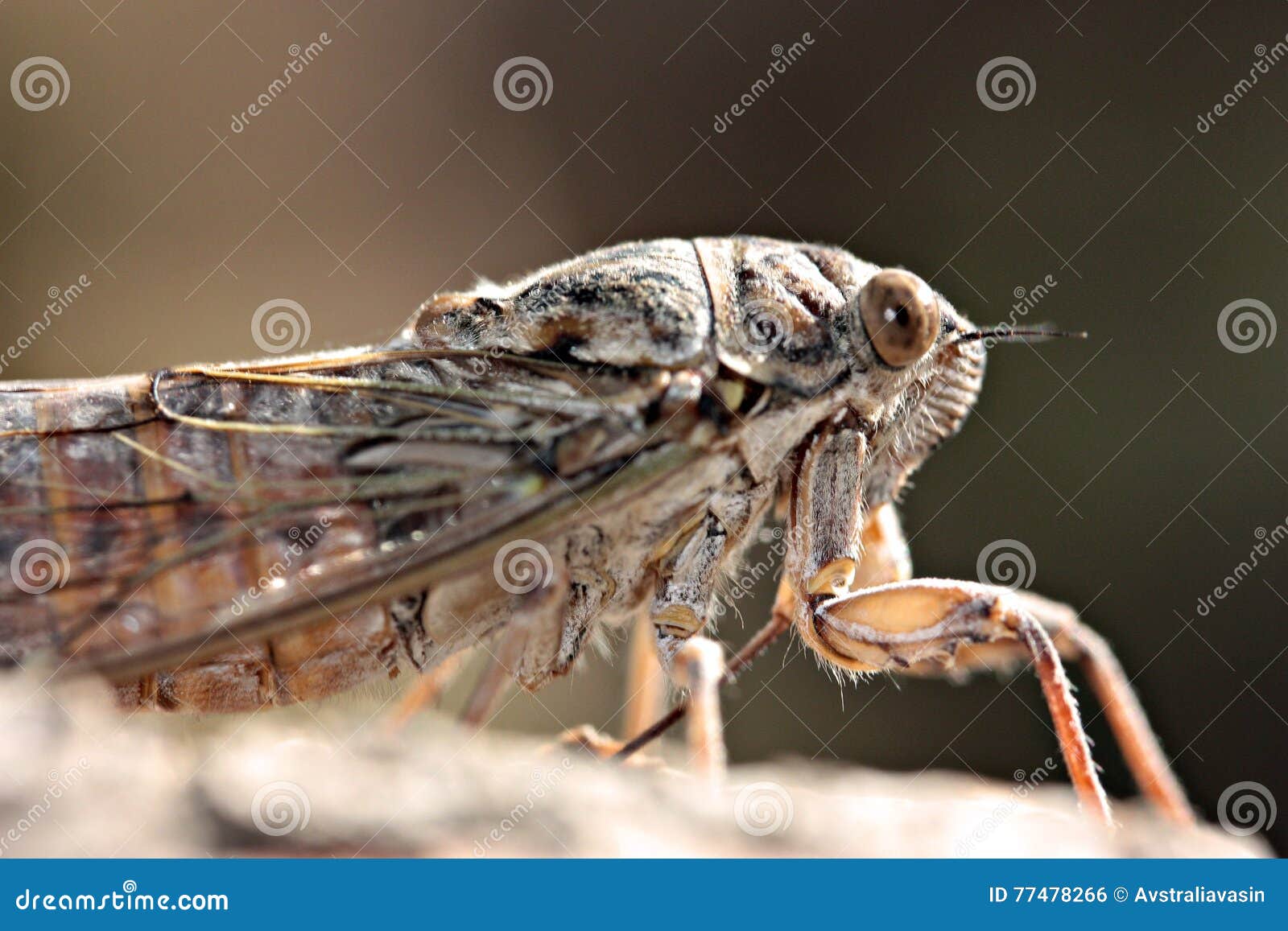 Cicada stock photo. Image of outdoor, eyes, mouth, brown 77478266