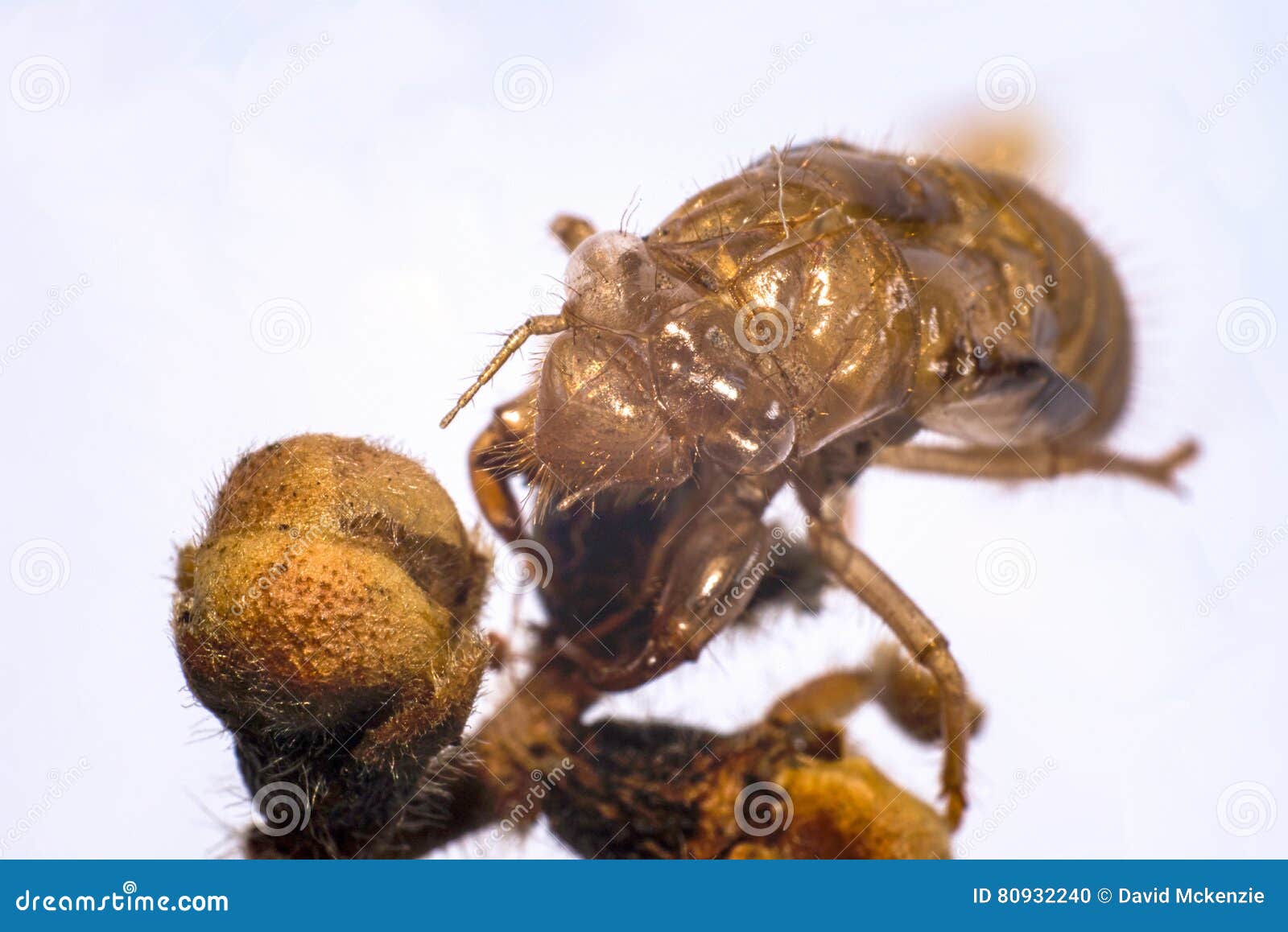 Cicada shell stock photo. Image of seed, closeup, cicada 80932240