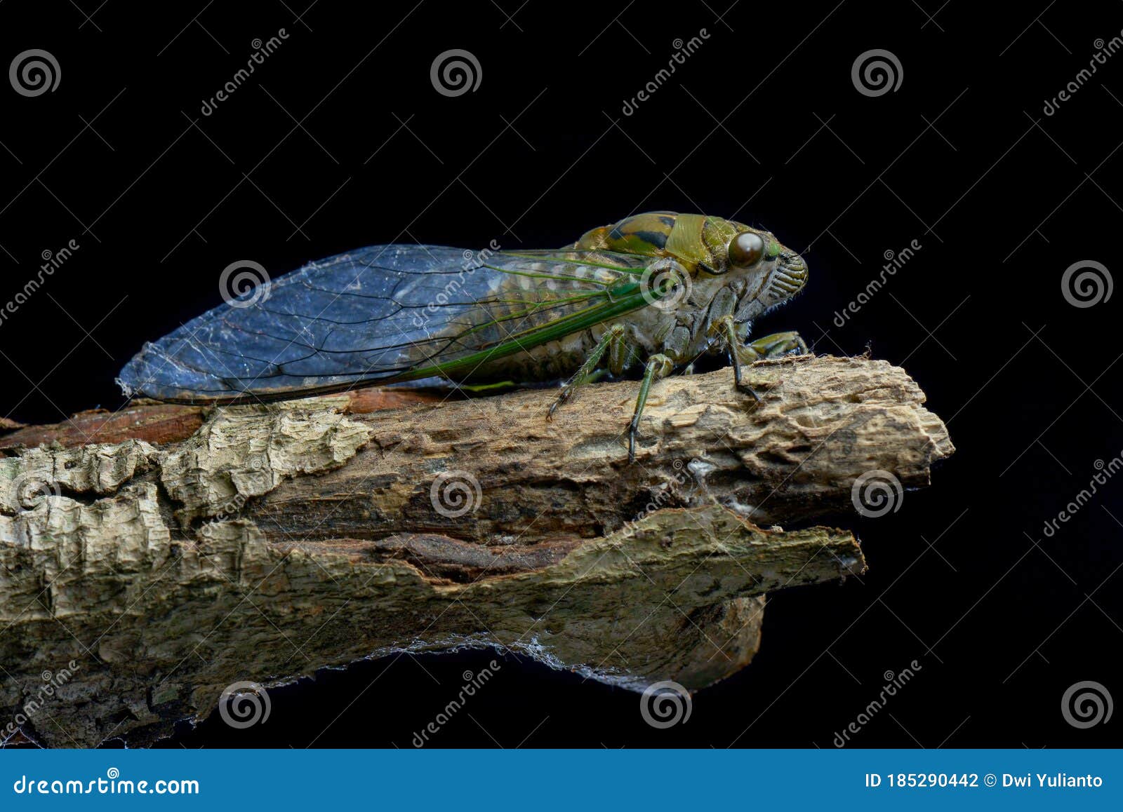 cicadae macro photograpy