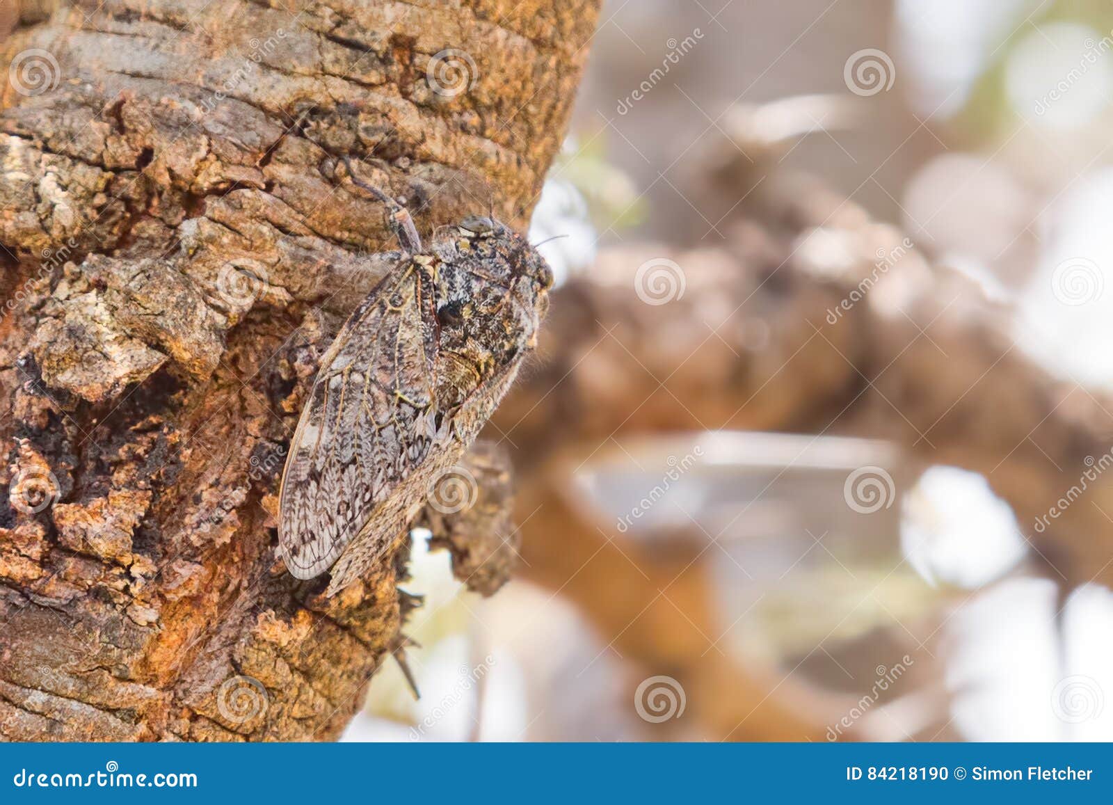 cicadia on acacia tree bark