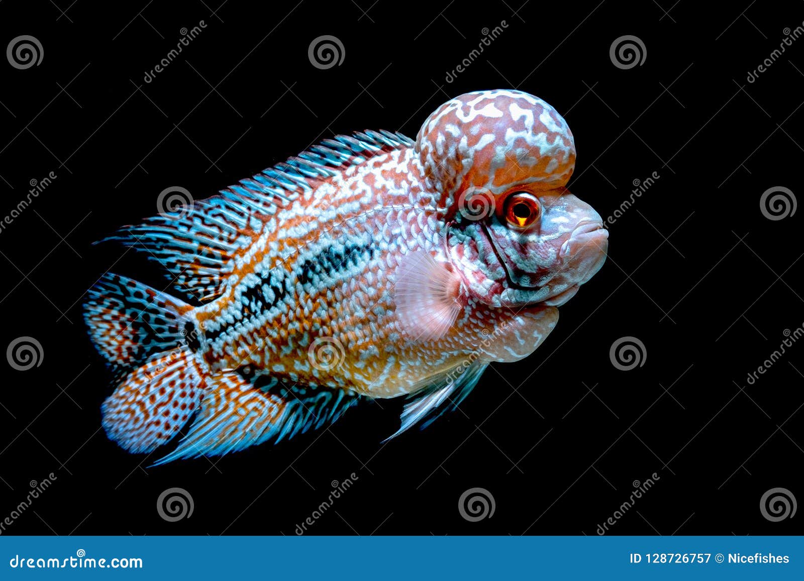 beautiful cichlid fish