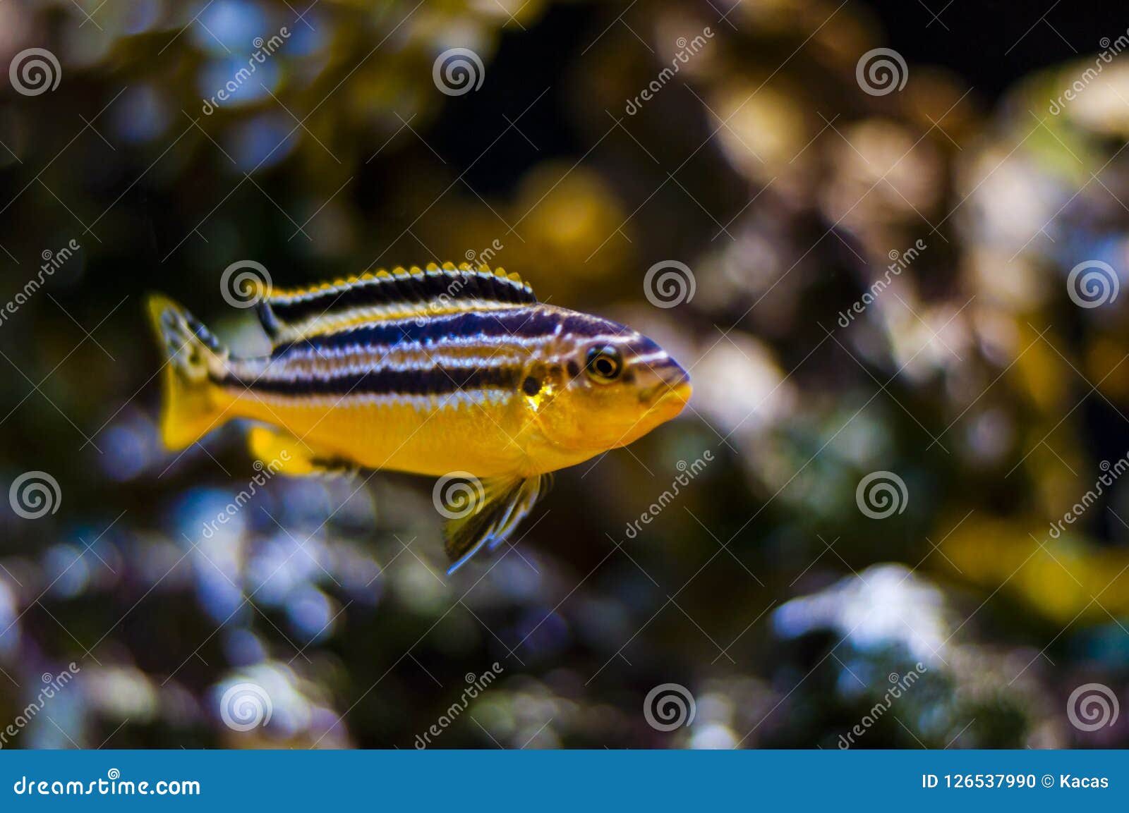 aquarium cichlids types