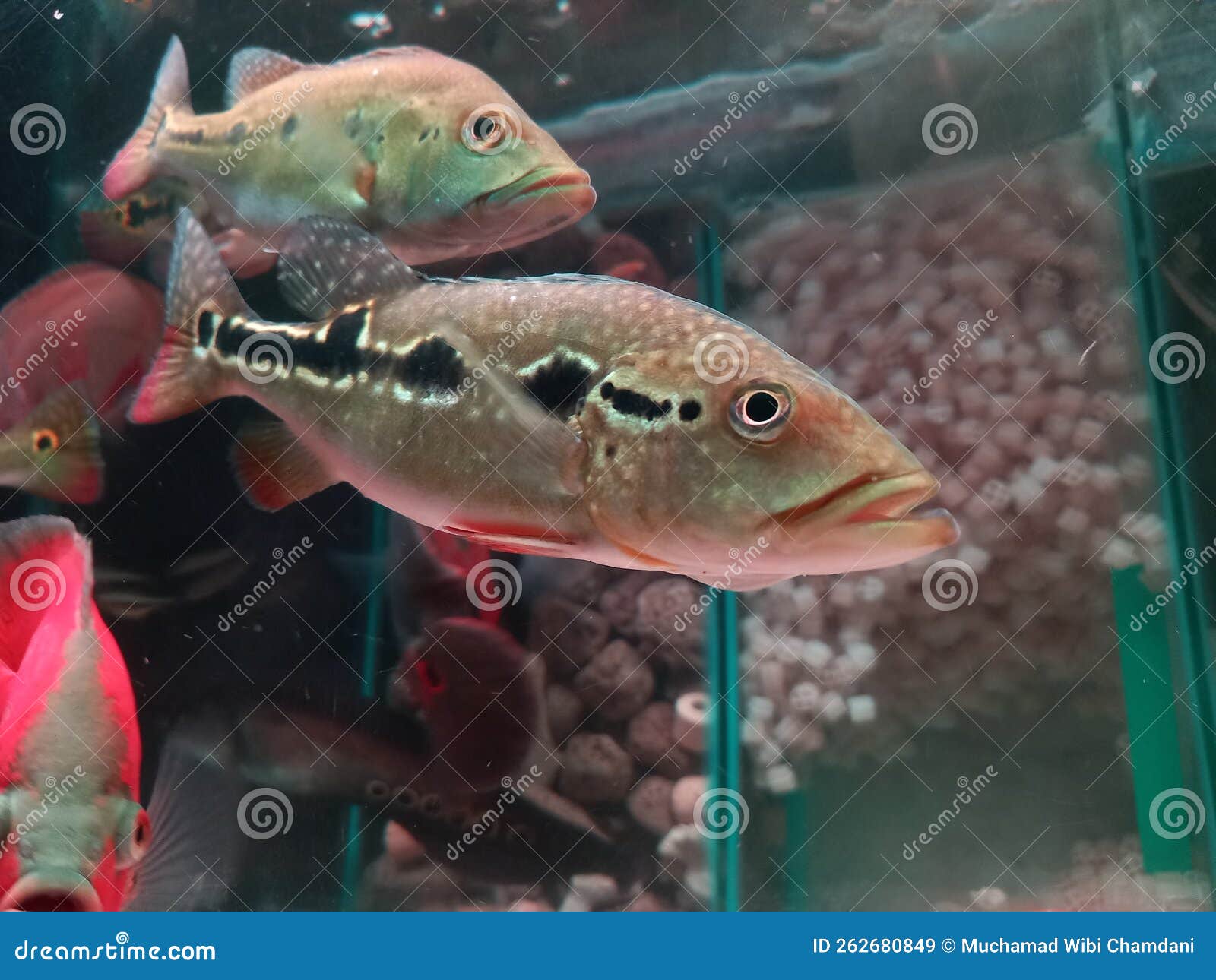 Cicla Pinima Peacock Bash Fish Stock Image - Image of large, shape