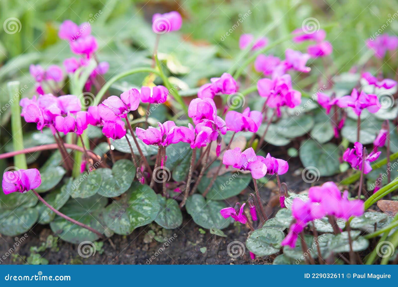 Ciclamías En El Jardín Británico De Invierno. Flores De Cyclamen Coum  Imagen de archivo - Imagen de magenta, rosa: 229032611