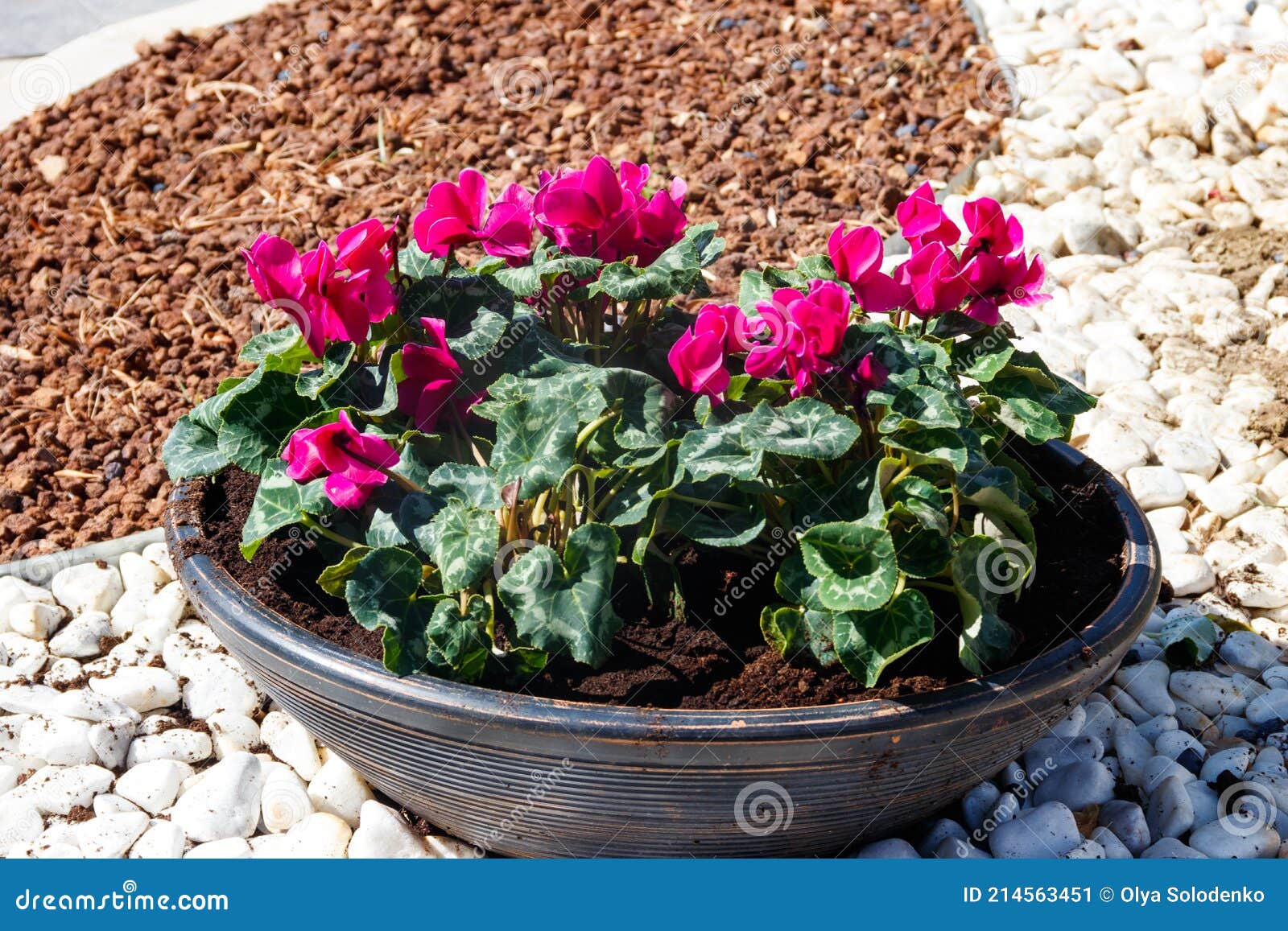 Ciclame Persa Cicame Flores Persicum Em Um Vaso De Flores Grandes Em Um  Jardim Imagem de Stock - Imagem de floral, vaso: 214563451