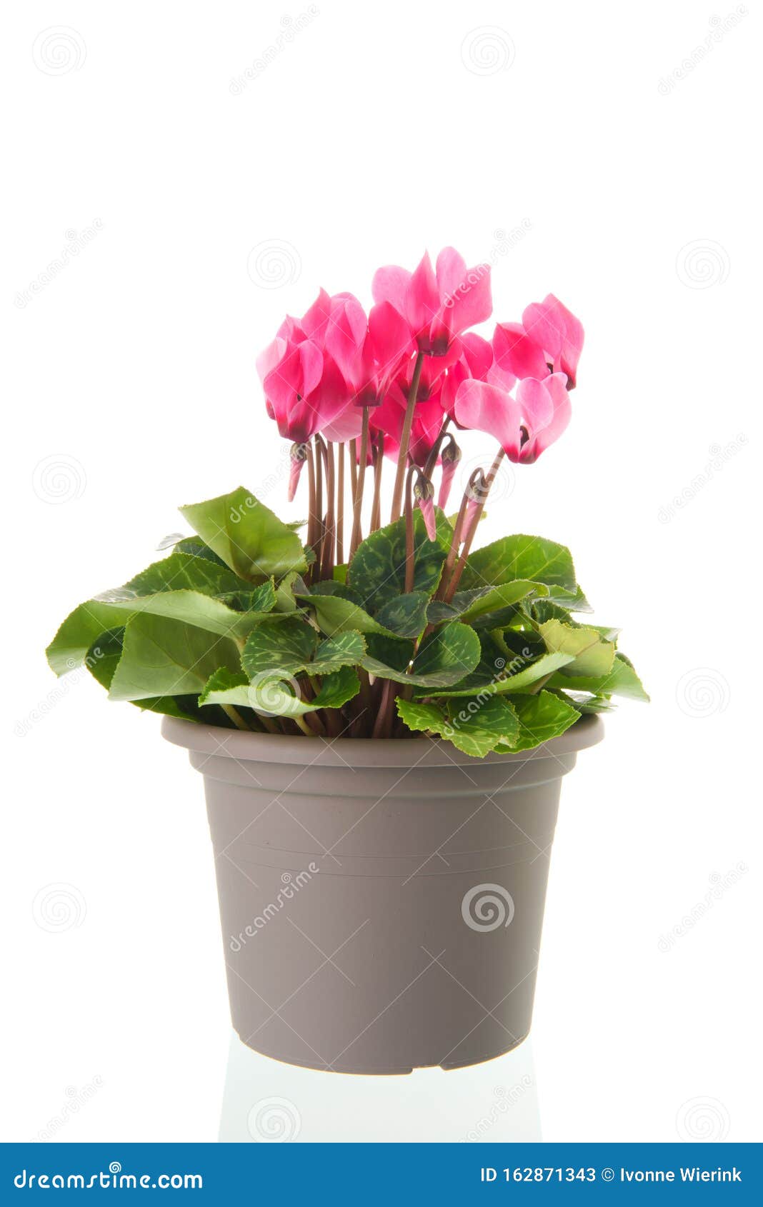 Ciclame rosa no vaso cinza imagem de stock. Imagem de brilhante - 162871343