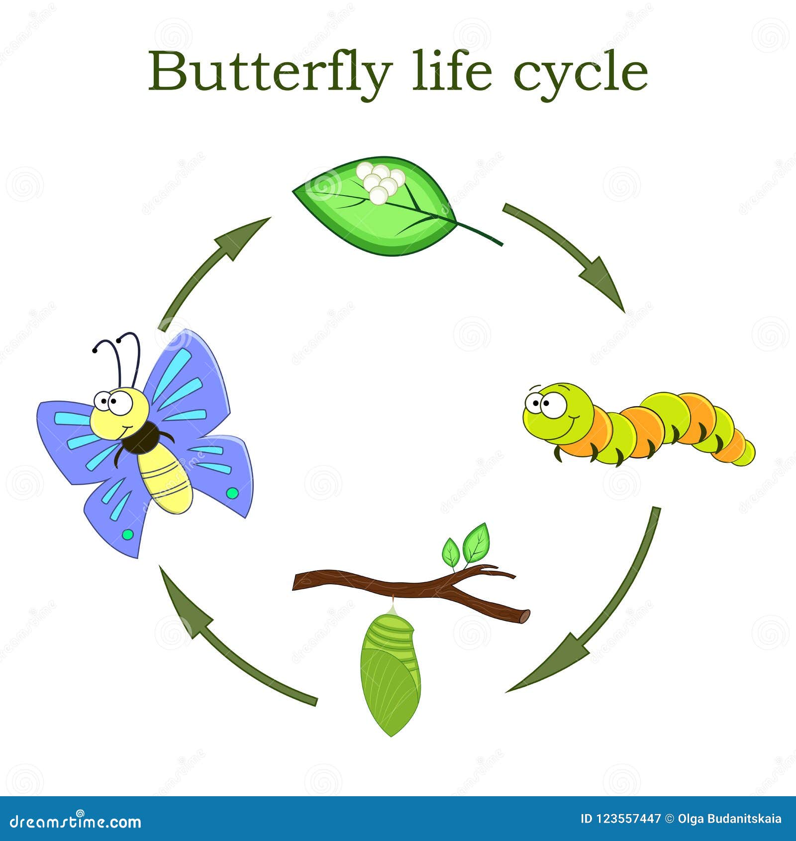 Ciclo De Vida Da Borboleta Em Um Estilo Dos Desenhos Animados Ciclo De Vida Da Borboleta Em Um Estilo Dos Desenhos Animados
