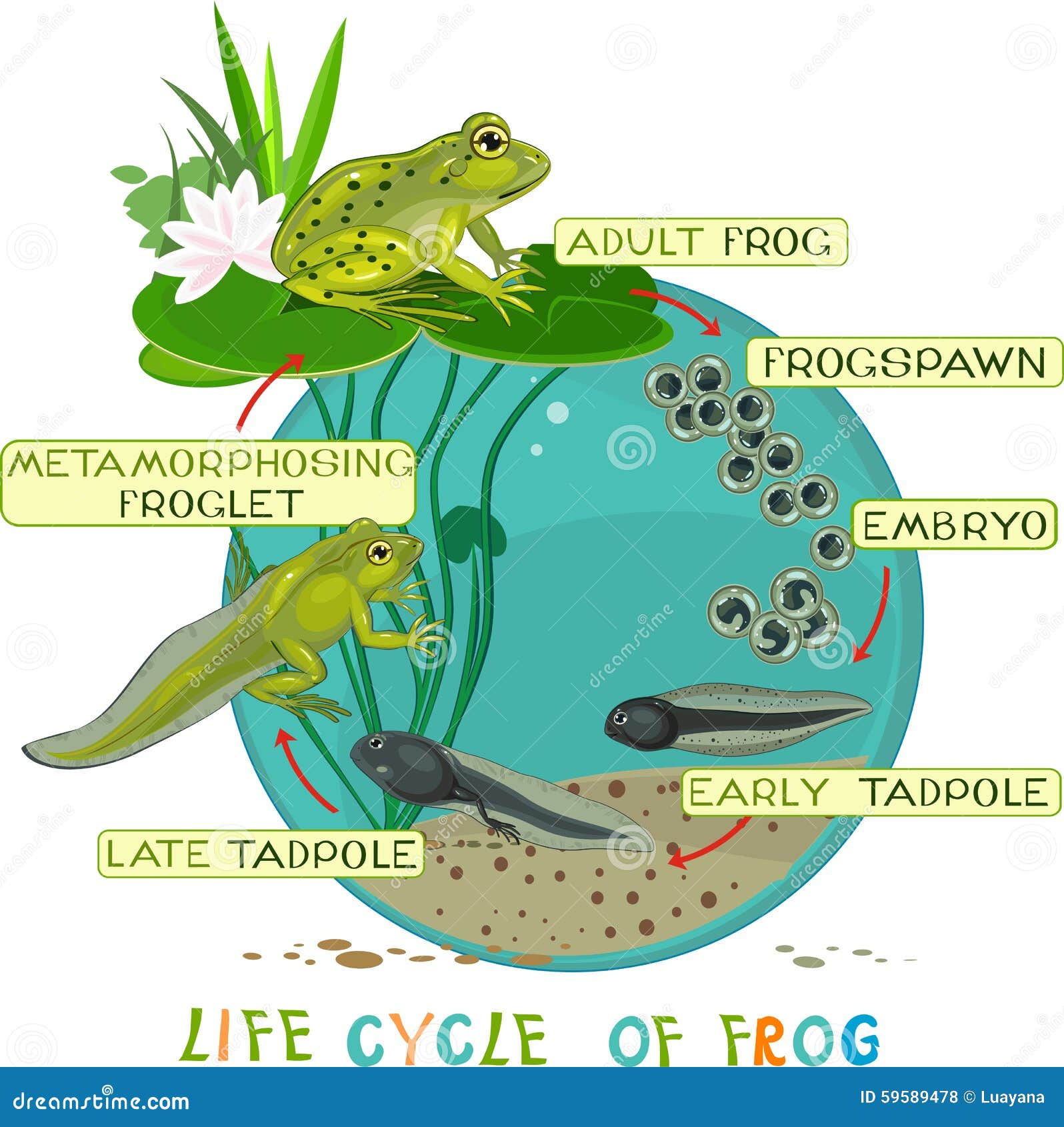 Ciclo de vida de la rana ilustración del vector. Ilustración de polo -  59589478, image size:1596x1690