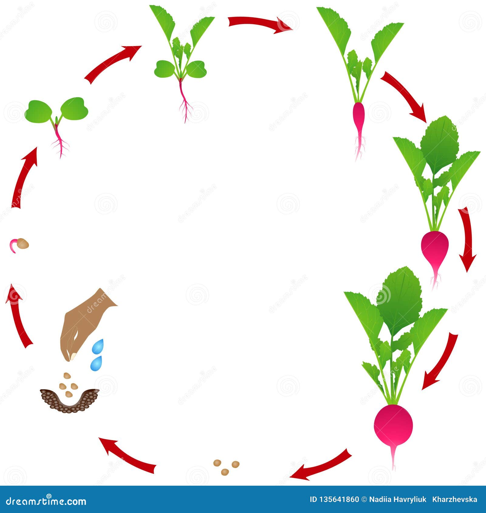 Жизненный цикл овощных растений по маркову. Стадии развития редиски. Цикл роста редиса. Жизненный цикл редиса. Схема роста редиса.