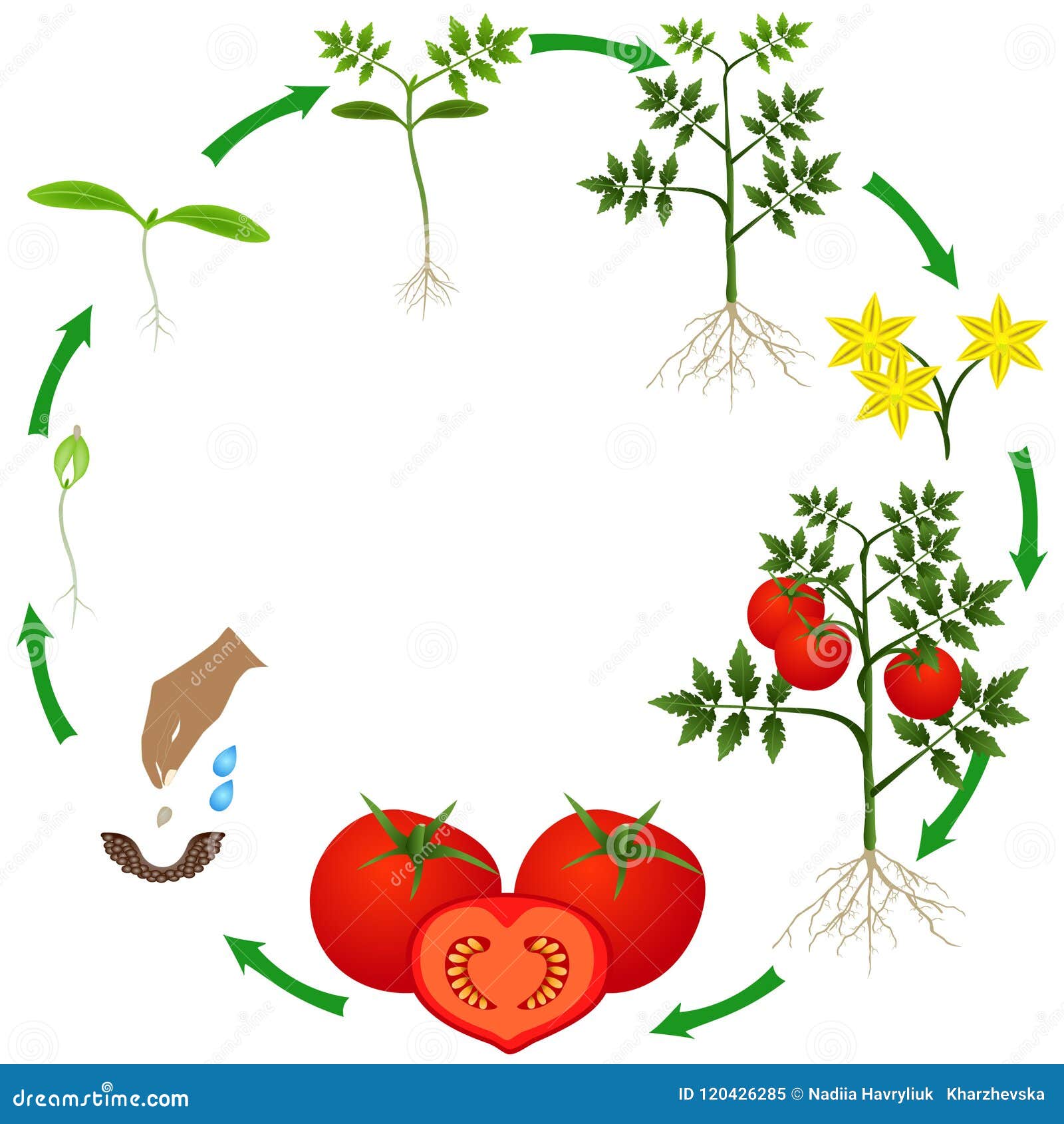 Томат растение биология. Жизненный цикл томата. Цикл роста томатов. Этапы роста помидор. Жизненный цикл растений для дошкольников.
