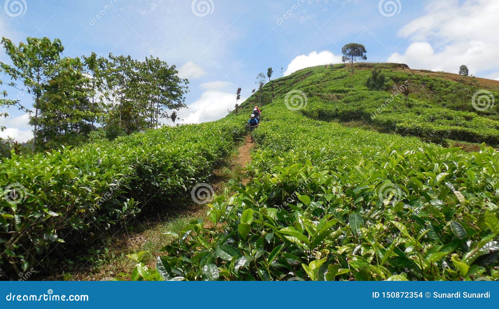 Ciclo en la plantación de té. El deporte del ciclo y de Mountainbiking en paisaje del verde de la plantación de té y el aire fresco de la montaña puede ser hacerle salud