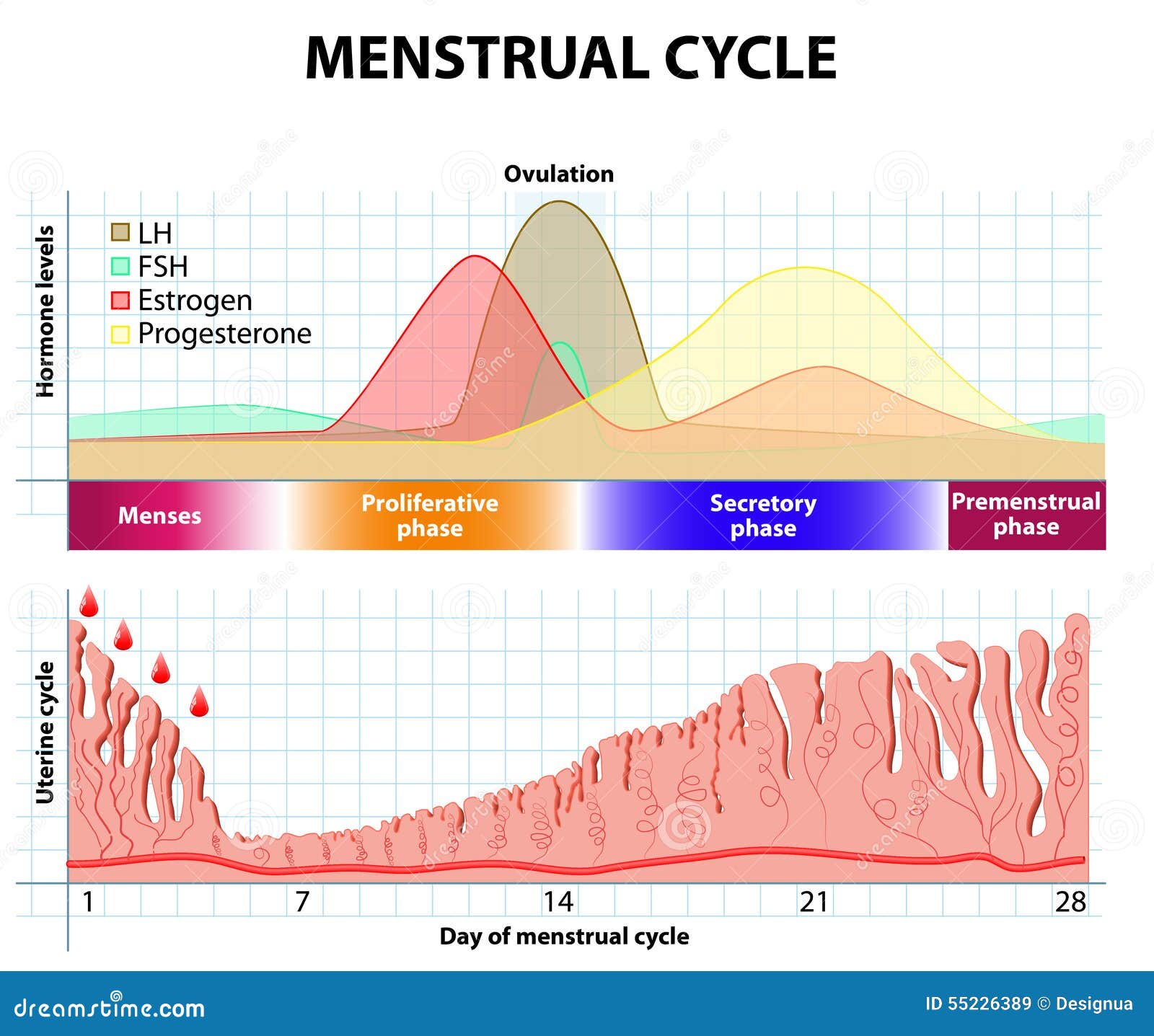 No Caminho da Enfermagem - Didaticamente, o ciclo menstrual pode ser  dividido em 4 fases: 1 - O estrógeno aumenta a espessura e o tamanho das  glândulas do endométrio, havendo proliferação celular