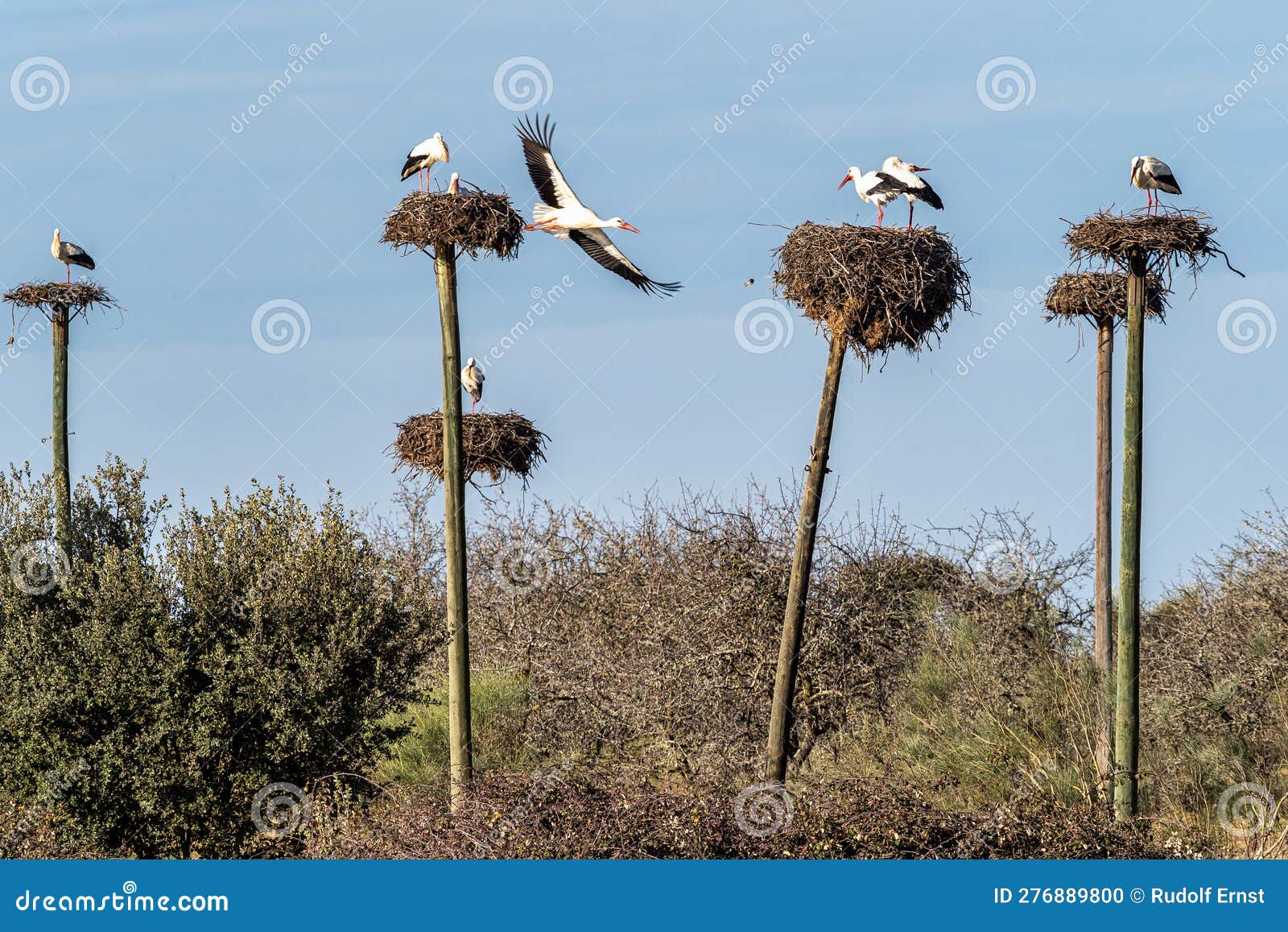 storks colony in a protected area at los barruecos natural monument, malpartida de caceres, extremadura, spain