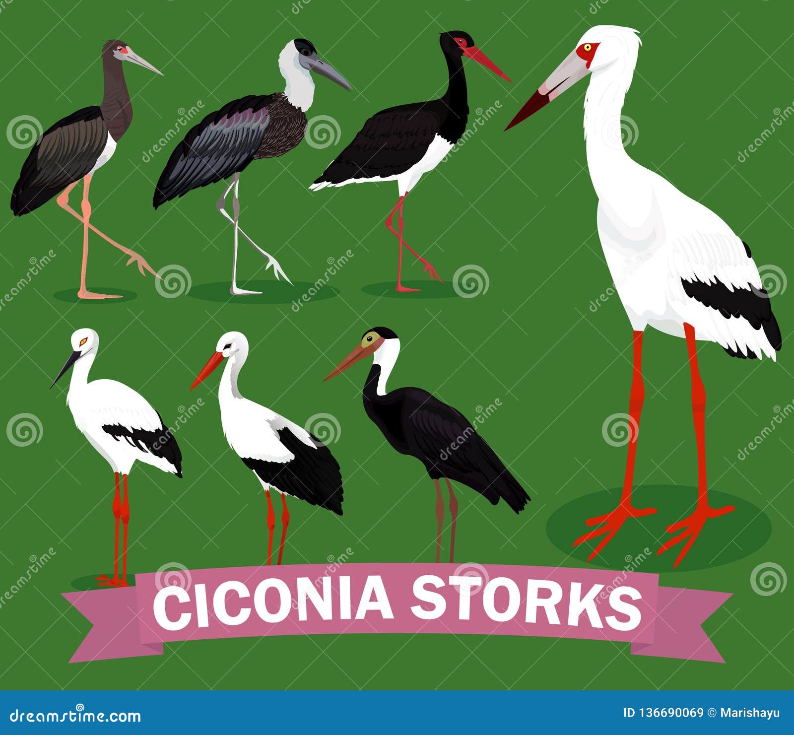 Ciconia Stock Illustrations – 159 Ciconia Stock ...