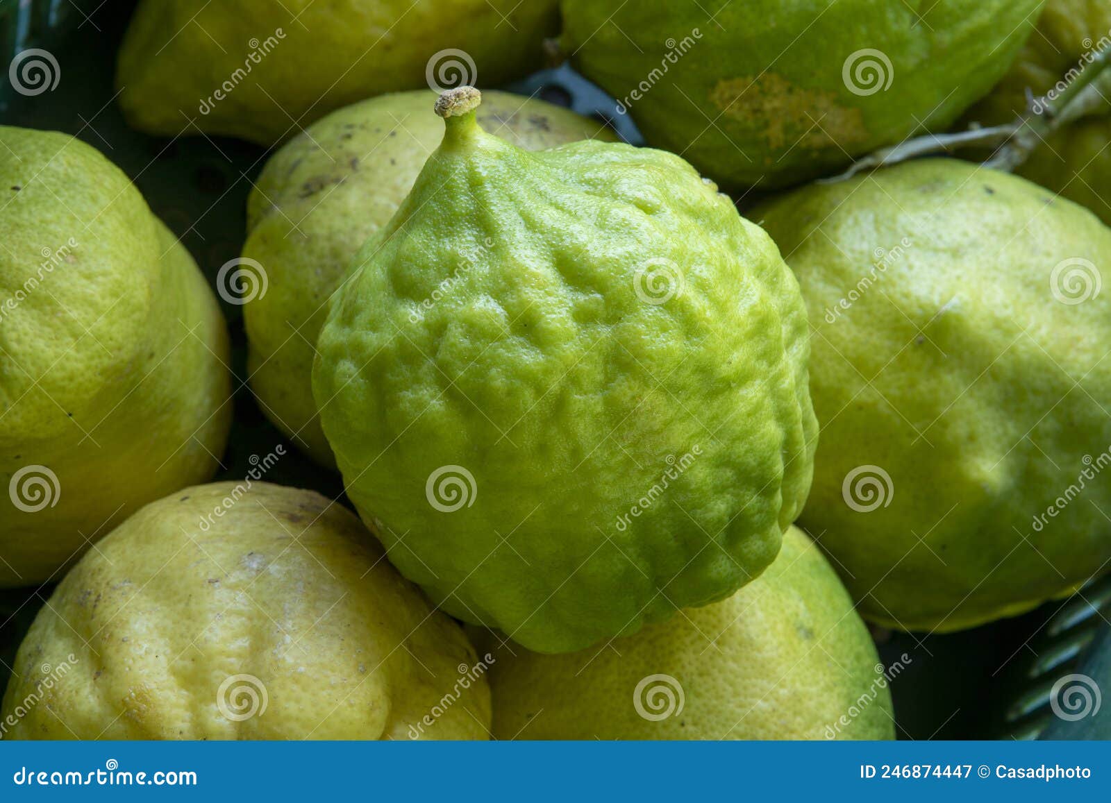 cider or cidra in portuguese is a citrus fruit