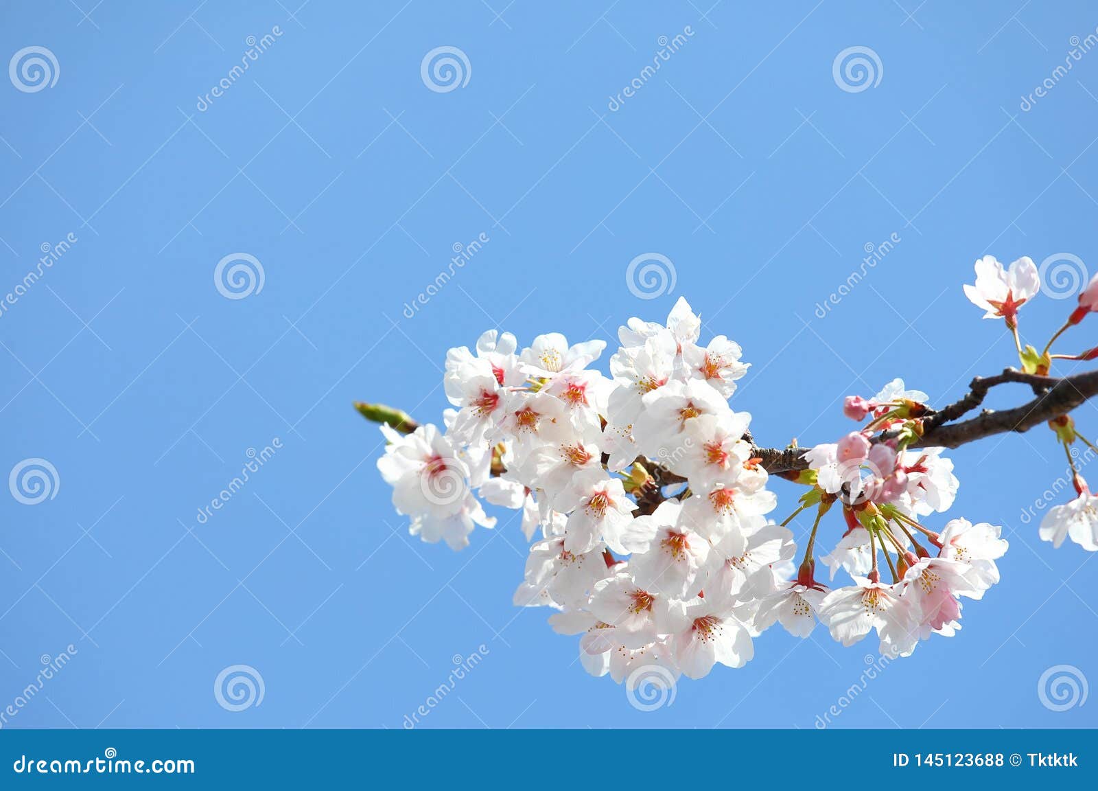 Cielo Azul De La Flor De Cerezo De La Naturaleza Japonesa De La Flor Foto  de archivo - Imagen de cielo, parque: 145123688