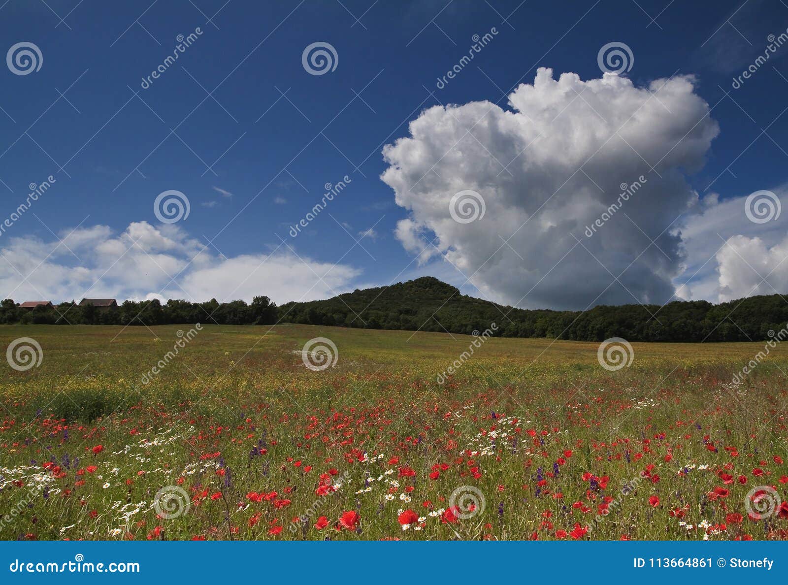 Cielo blu sopra il giacimento di fiore aperto. Nuvole e cielo blu bianchi sopra il campo aperto in pieno dei fiori blu, rossi e bianchi