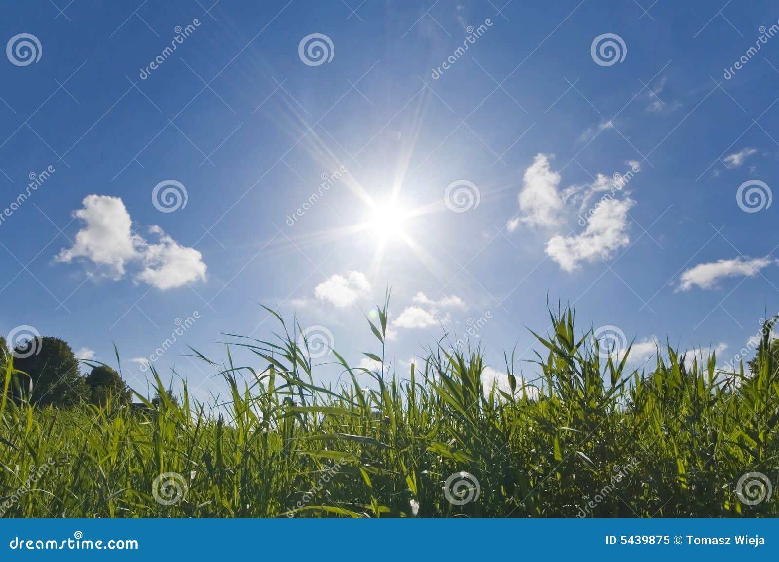 Cielo Caliente Asoleado Del Verano Imagen de archivo - Imagen de verde,  celestial: 5439875