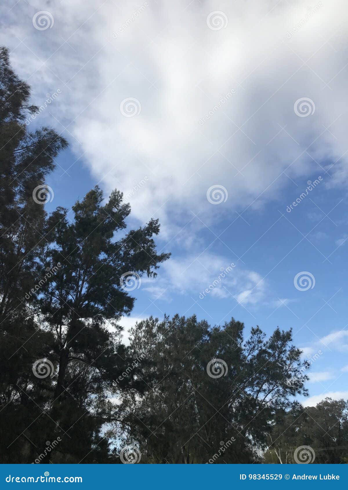 Cielo con gli alberi. Parco all'aperto con gli alberi e le nuvole