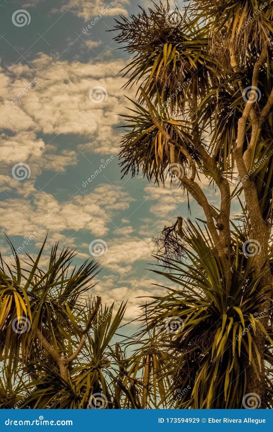 cielo con nubes sobre palmeras