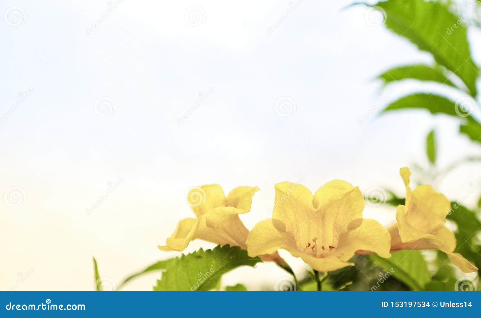 Cielo De La Mañana De Las Flores De Trompeta Amarilla Foto de archivo -  Imagen de hermoso, crecimiento: 153197534