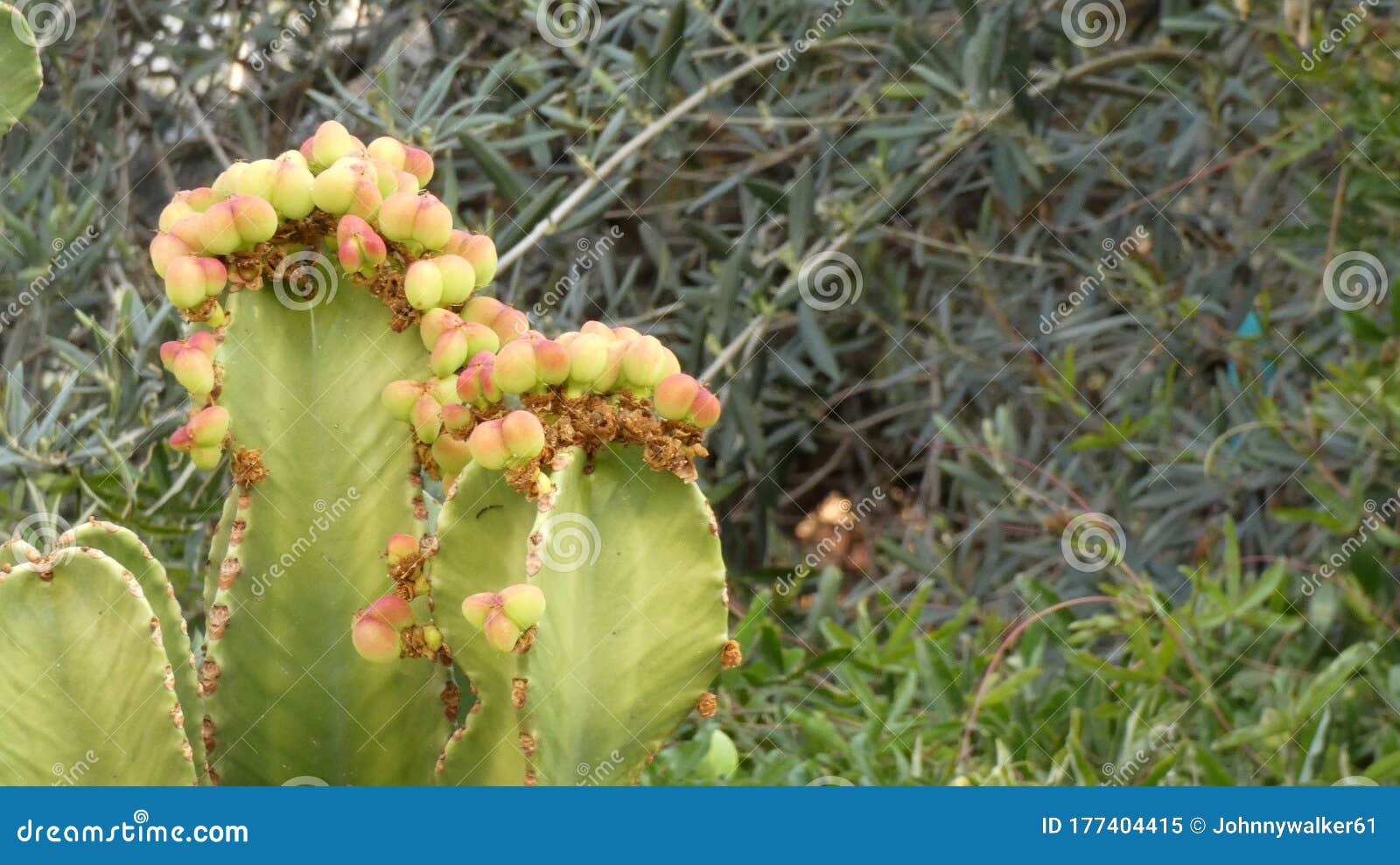 Cierre De Cactus De árboles Candelabros Con Brotes De Flores Amarillas  Imagen de archivo - Imagen de flora, flores: 177404415
