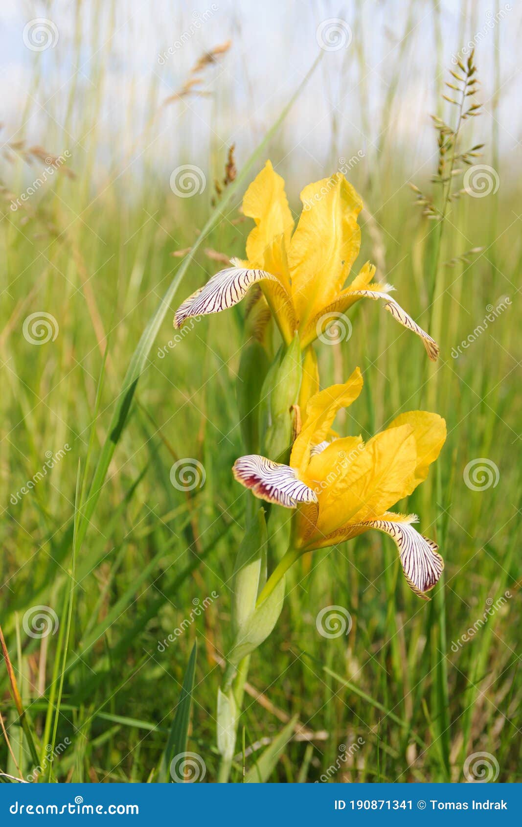 Cierre De Dos Flores Iris Variegata En Flor. Flor Amarilla Floreciente En Hierba Verde Alta. Día Soleado De Primavera. Imagen de archivo - Imagen de cubo, rayado: 190871341 Cierre De Dos Flores Iris Variegata En Flor. Flor Amarilla Floreciente En Hierba Verde Alta. Día Soleado De Primavera. Imagen de archivo - Imagen de cubo, rayado: 190871341