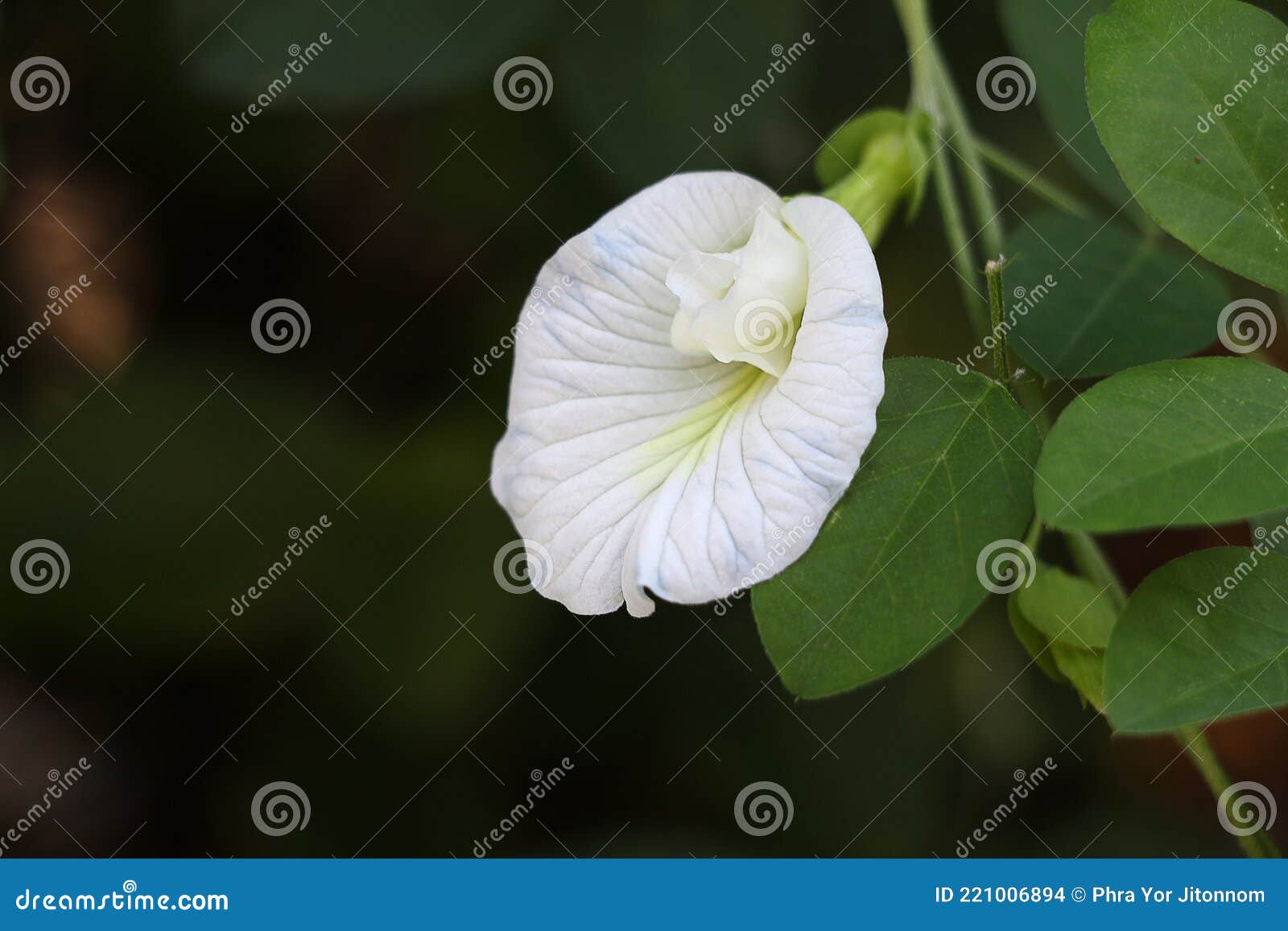 Cierre De Flor De Arveja De Mariposa Blanca. Foto de archivo - Imagen de  asia, aislado: 221006894