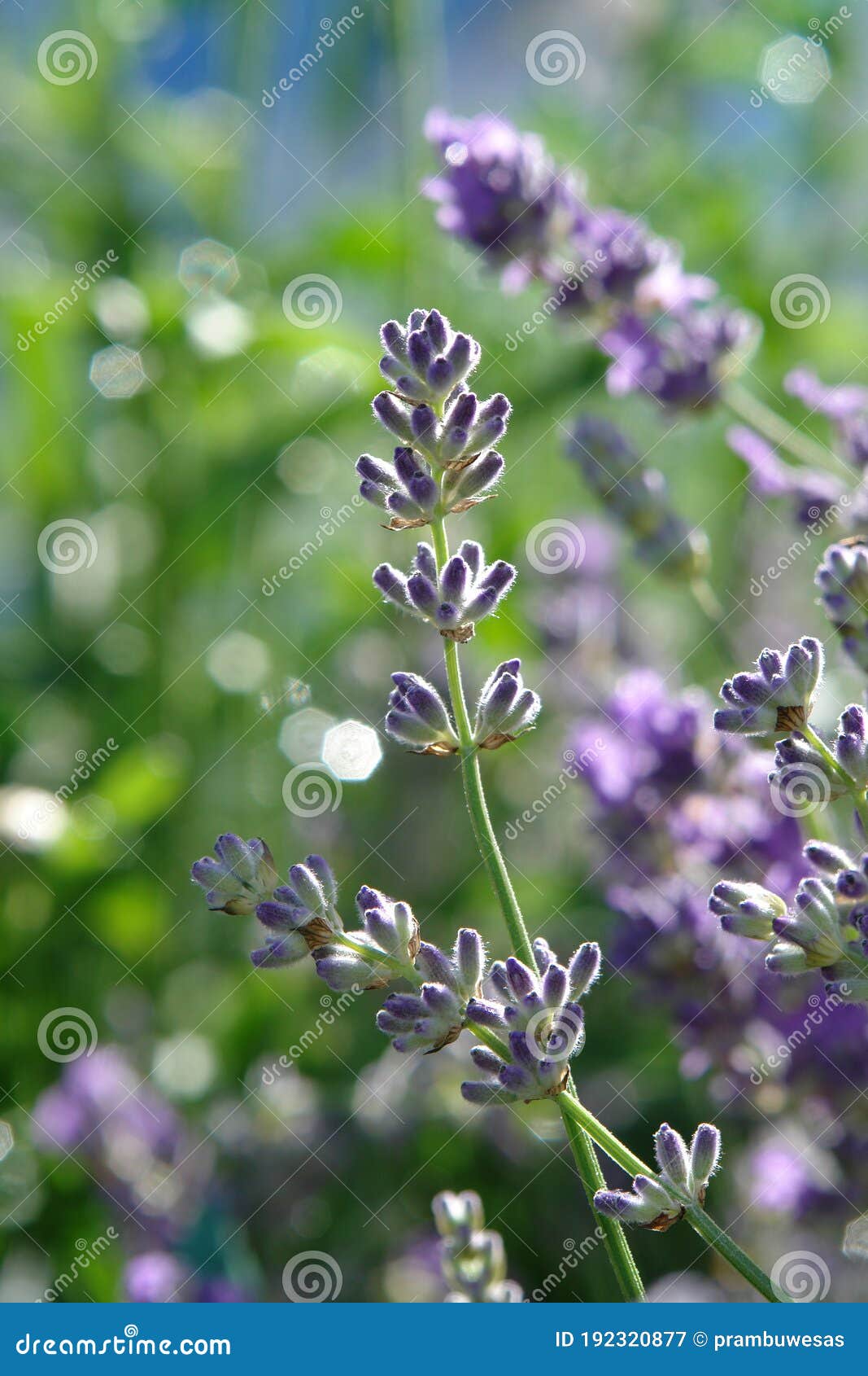 Cierre De Flor De Lavanda Con Barras De Lavandula Angustifolia Vera Sin  Abrir En El Jardín En Un Día Soleado Imagen de archivo - Imagen de  medicina, colorido: 192320877