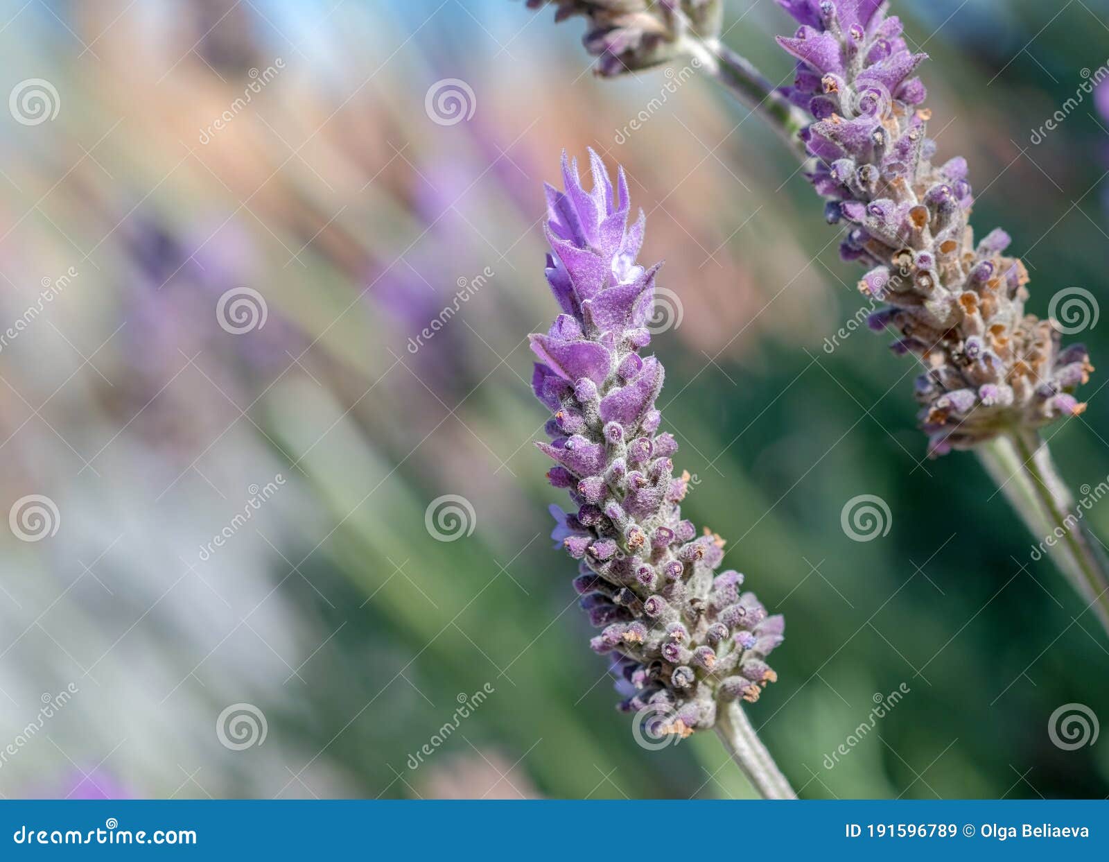 Cierre De Flor De Lavandula Angustifolia O Lavanda Inglesa Imagen de  archivo - Imagen de flor, floral: 191596789