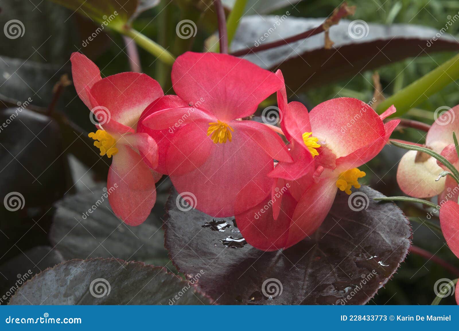 Cierre De Flores De Begonia De Cera Roja En Un Día Soleado Imagen de  archivo - Imagen de cera, rojo: 228433773