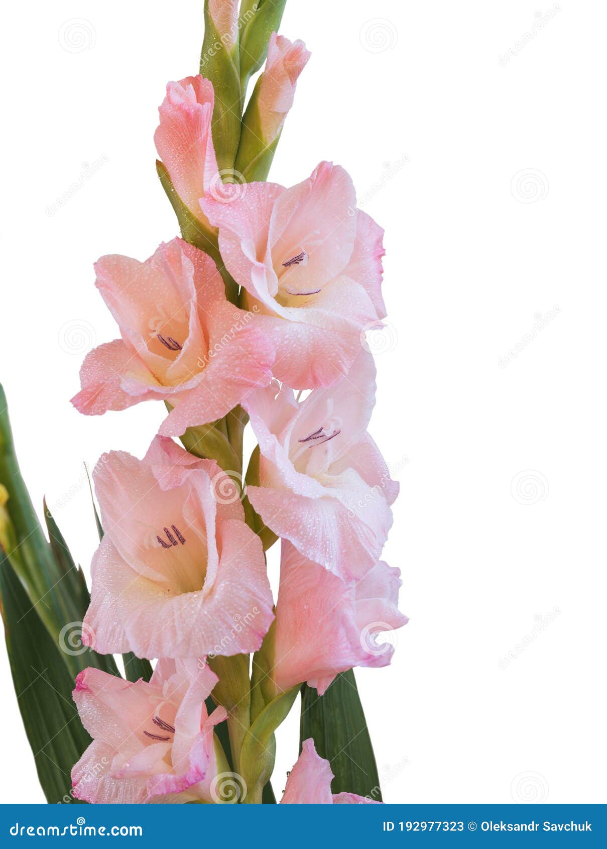 Cierre De Flores Sobre Un Tallo De Hermosos Gladiolos Sobre Un Fondo Blanco Imagen  de archivo - Imagen de gladiolos, saludo: 192977323