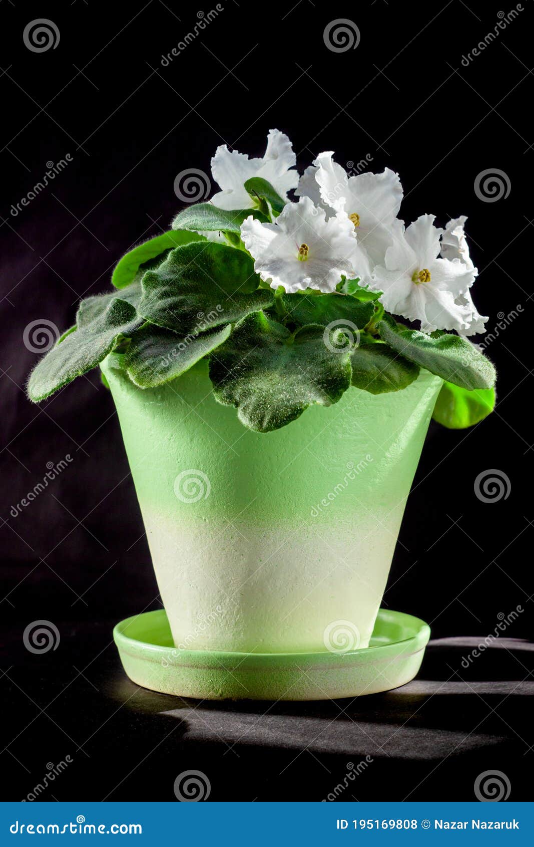 Cierre De Foco De Flores Violeta Blanca Floreciente Foto de archivo -  Imagen de cubo, flores: 195169808