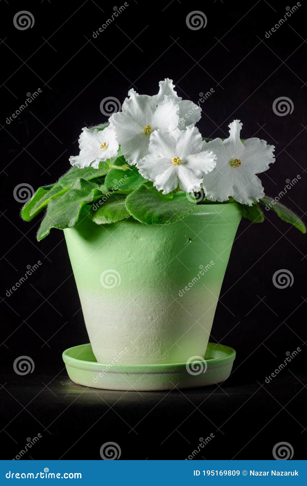 Cierre De Foco De Flores Violeta Blanca Floreciente Imagen de archivo -  Imagen de color, belleza: 195169809