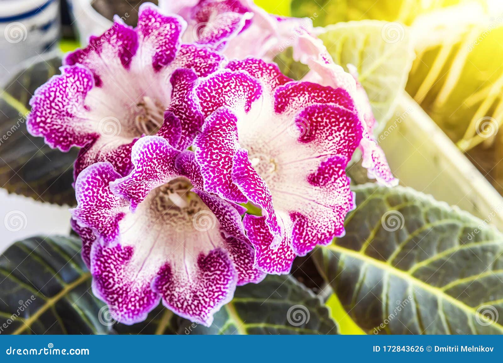 Cierre De Gloxinia Sinningia Spina Flores En Primer Plano Y Hojas Verdes  Oscuras Foto de archivo - Imagen de hoja, verde: 172843626