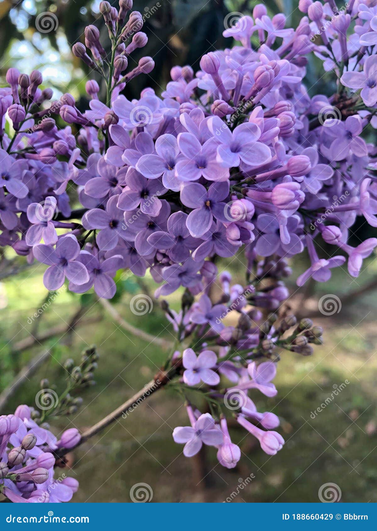 Cierre De La Flor Lila En El árbol En Primavera Imagen de archivo - Imagen  de travieso, flor: 188660429