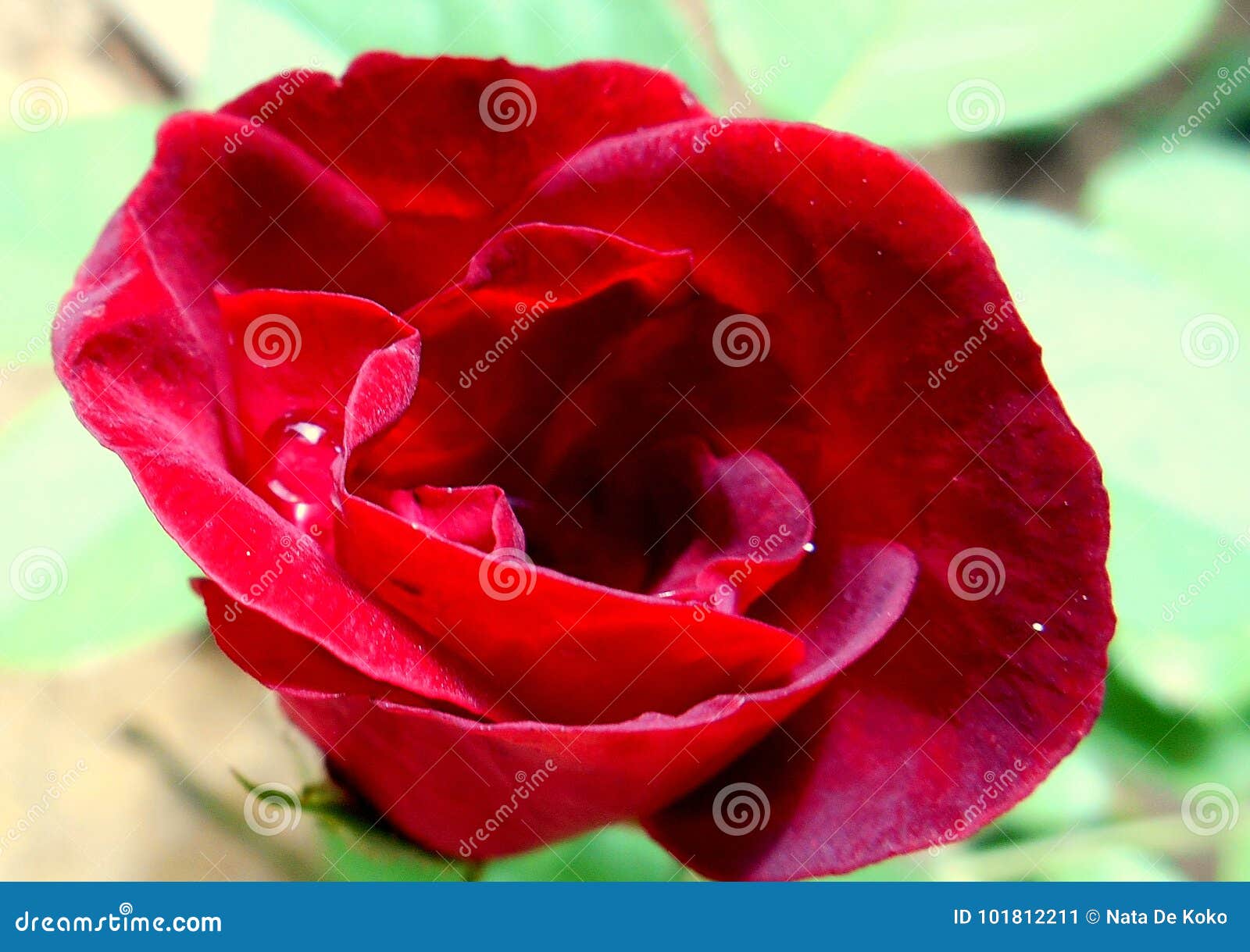 Cierre de la rosa del rojo para arriba. Cierre de la rosa del rojo ascendente y un descenso del rocío