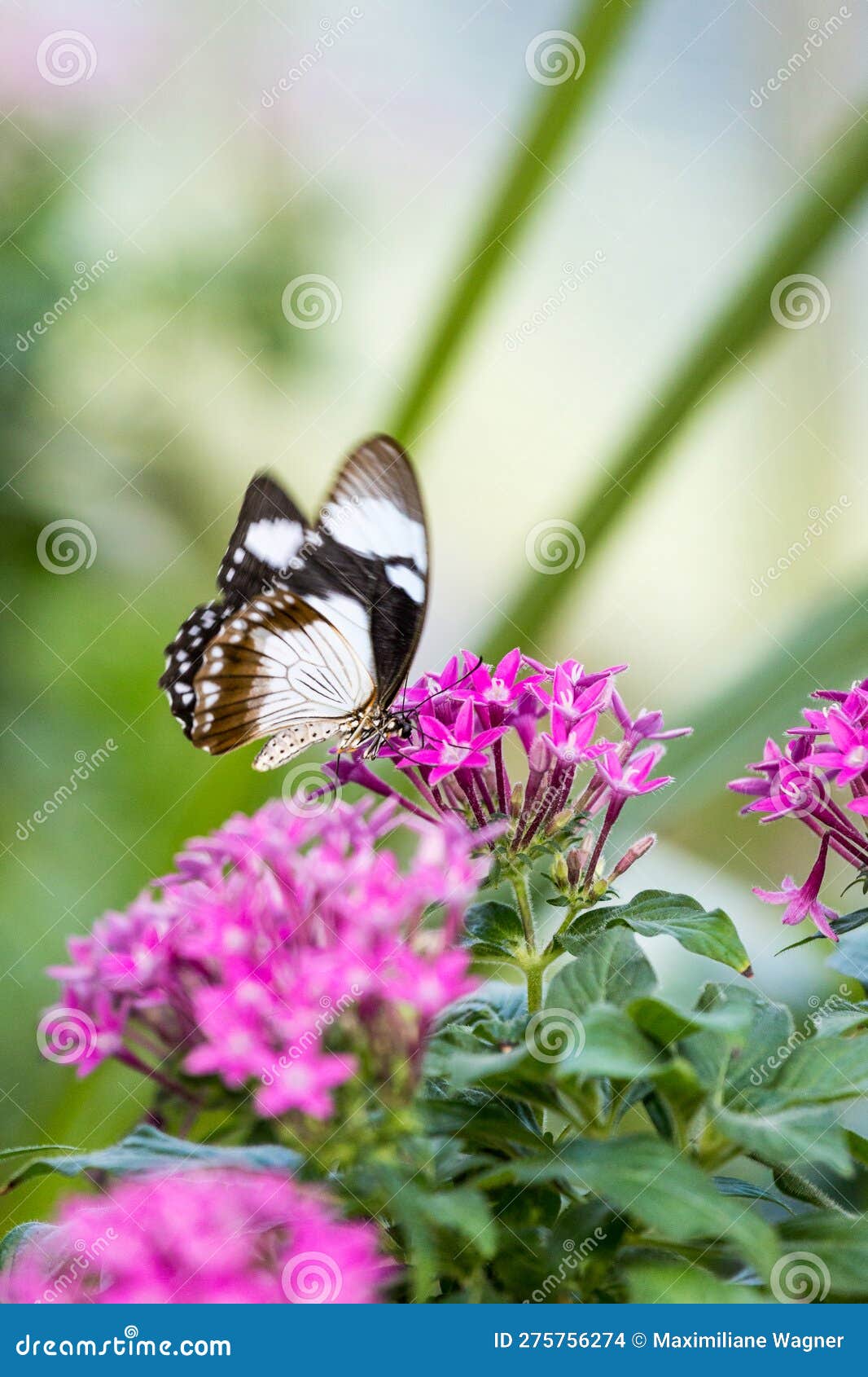 Cierre de néctar de néctar de mariposa blanca y negra de una flor rosa.