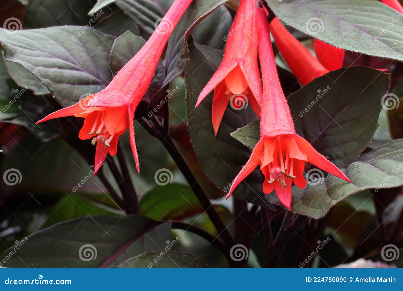 Cierre De Trompeta Roja Como Flores De Fucsia Foto de archivo - Imagen de  hojas, flores: 224750090
