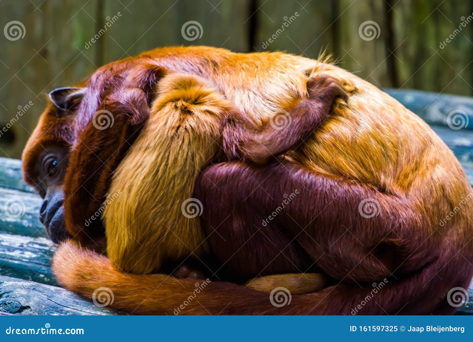 Cierre De Un Titi De Cobre Con Un Bebe Un Mono Bebe Abrazando A Su Madre Una Especie De Primate Tropical De America Del Sur Imagen De Archivo Imagen De Especie