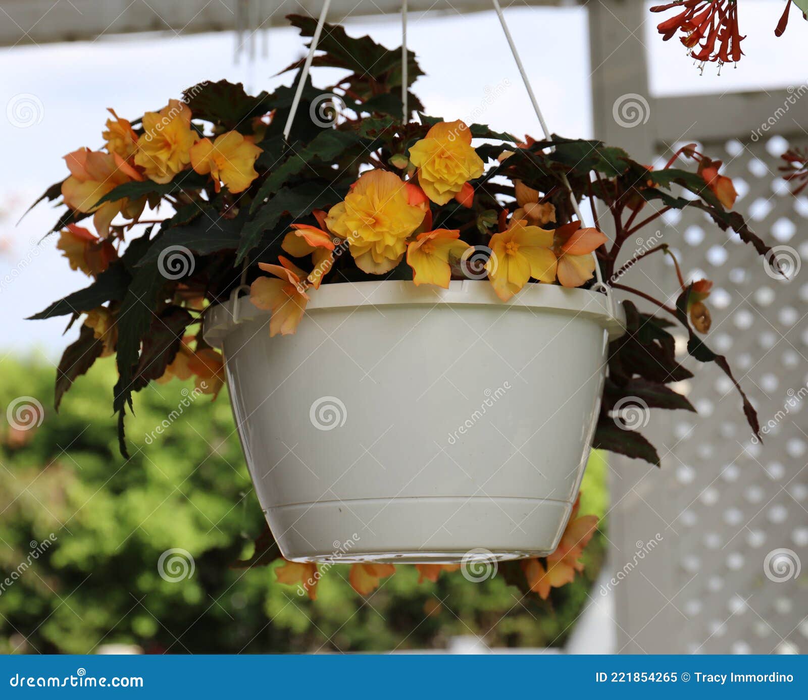 Cierre De Una Cesta Colgante Con Flores De Begonia Anaranjadas Y Amarillas  Floreciendo En Primavera Imagen de archivo - Imagen de madreselva,  enrejado: 221854265