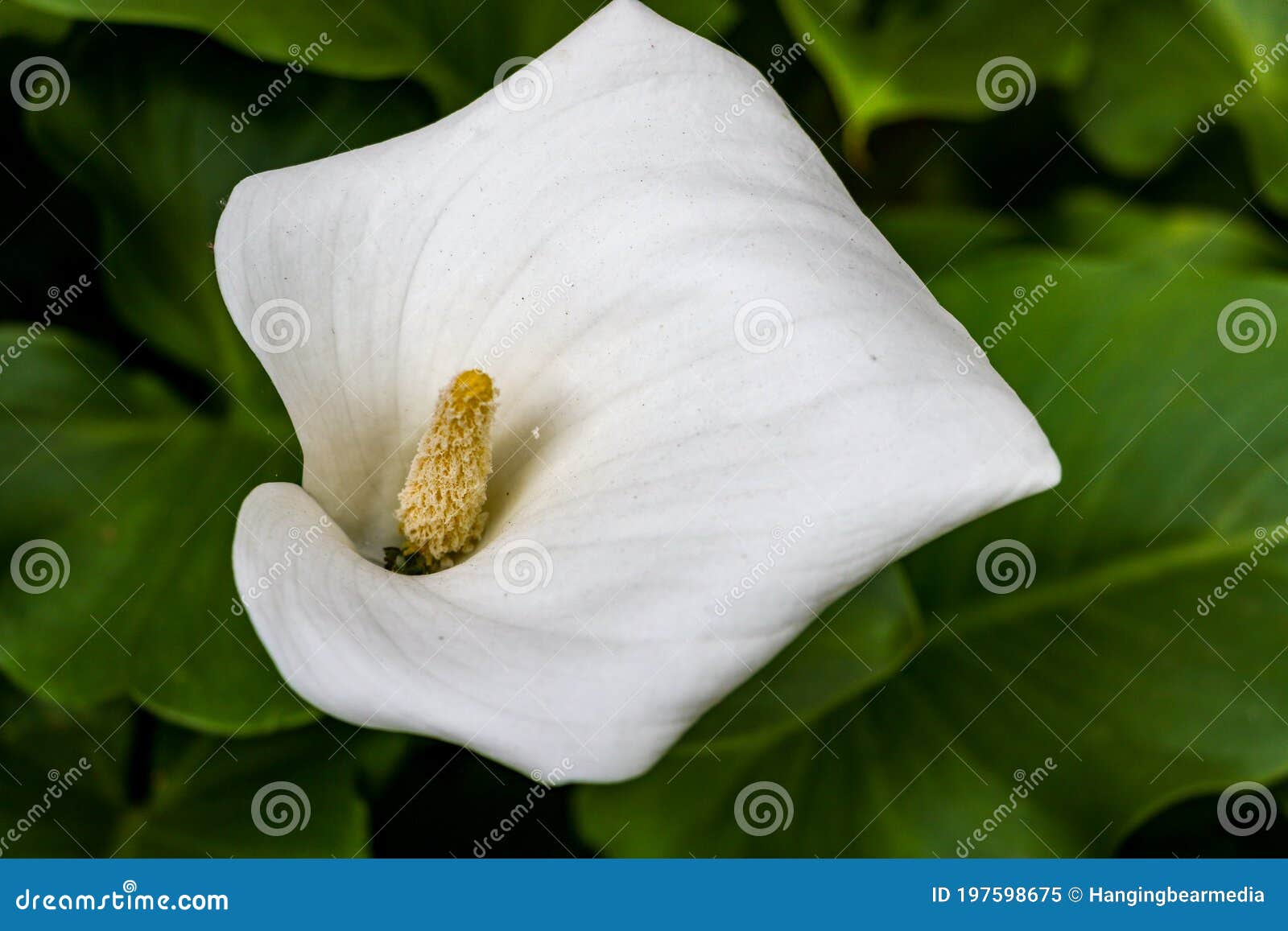 Cierre De Una Flor Blanca Sin Defectos De Calla Lily, Zantedeschia  Aethiopica, Con Un Spadix Amarillo Brillante En El Centro Del Imagen de  archivo - Imagen de aislado, flor: 197598675