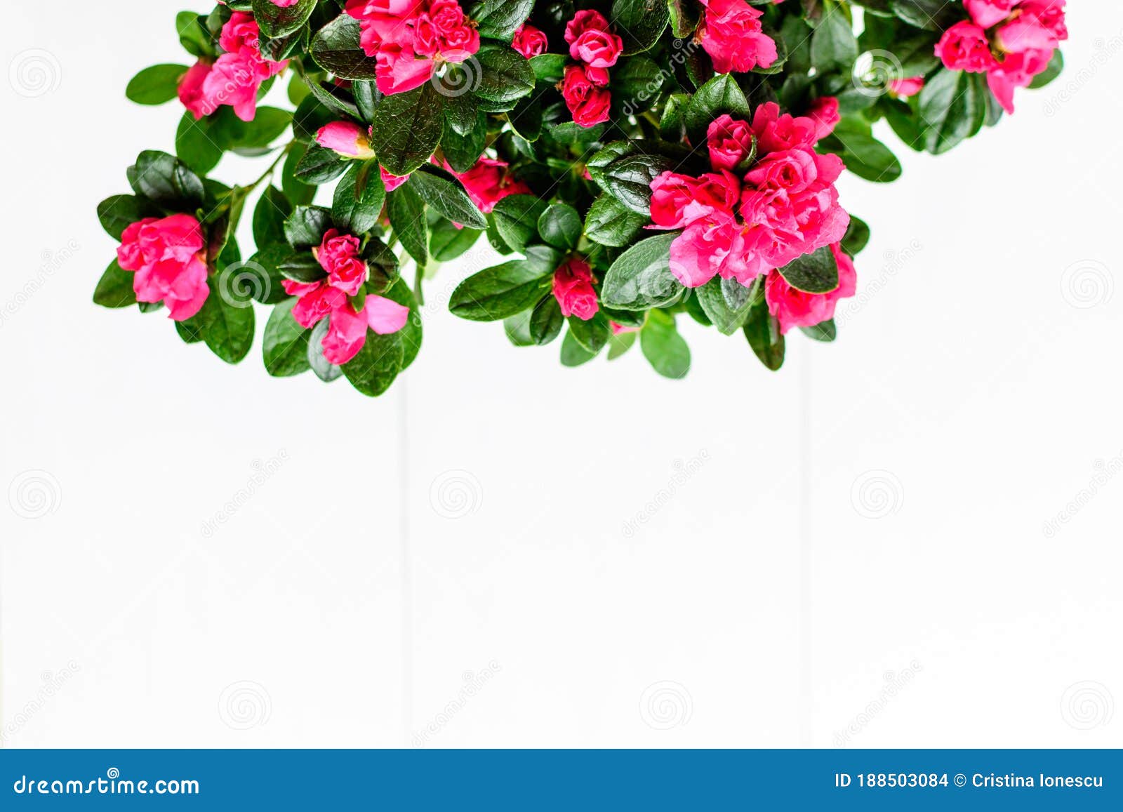 Cierre De Una Planta Rosa Magenta Azalea O Rododendrón Con Flores En Flor  En Una Olla Aislada En Una Mesa Blanca Vista Superior Co Foto de archivo -  Imagen de colorido, primer:
