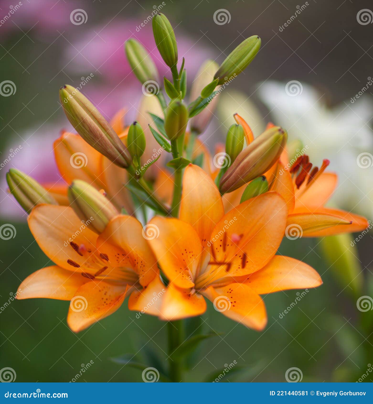 Cierre Del Hibridum De Lirios Lirios Lirios Asiáticos Anaranjados. Flores  De Lirio Anaranjado Florecientes. Desenfoque Del Fondo D Imagen de archivo  - Imagen de pétalo, amarillo: 221440581