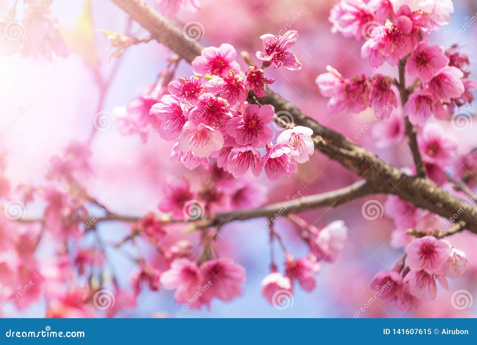 Cierre Encima De Las Flores O De La Flor De Cerezo Rosadas De Sakura Que  Florece En árbol En Primavera Imagen de archivo - Imagen de brote, rosa:  141607615
