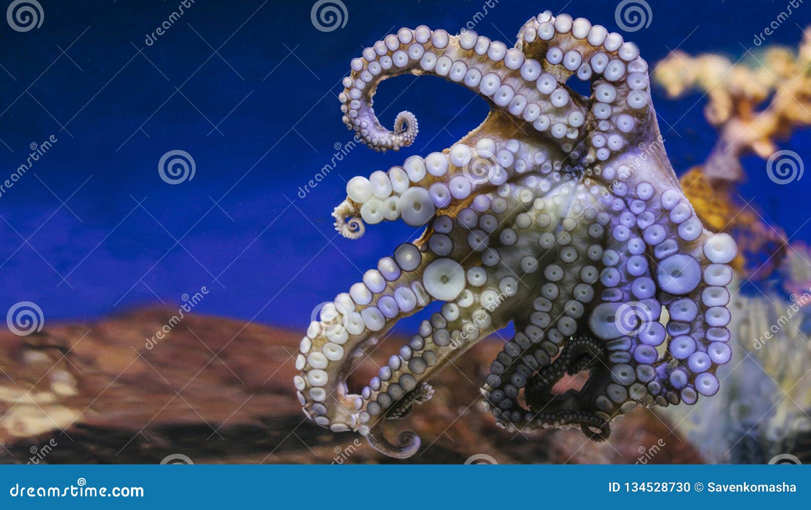 Pulpo criatura mar animal Fondo de pantalla HD  Peakpx