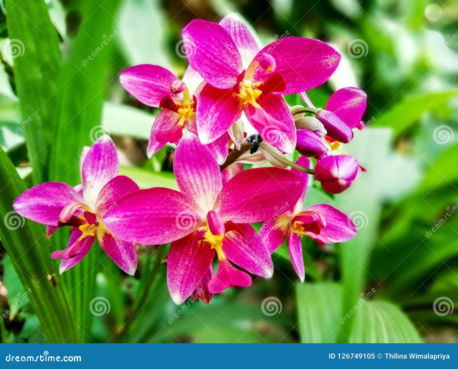 Cierre Magenta De La Flor De La Orquídea Del Color Encima Del Fondo De La  Naturaleza Imagen de archivo - Imagen de primer, belleza: 126749105