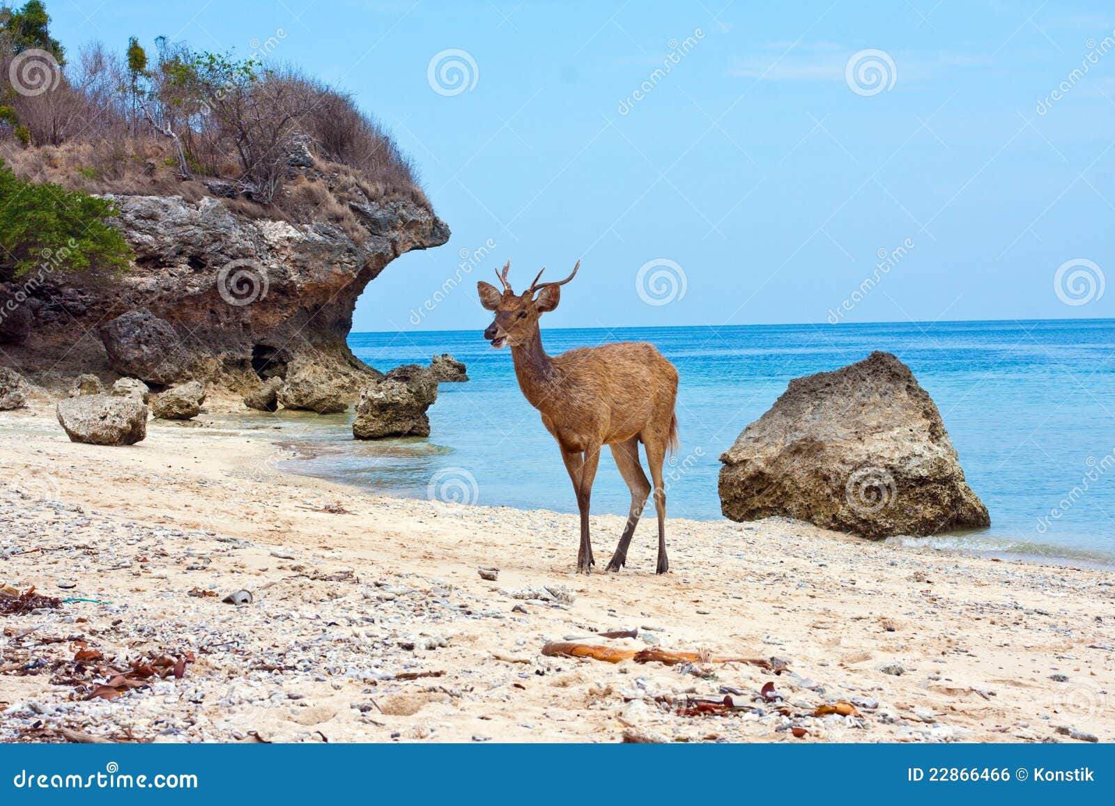 Олень в море. Олень на пляже. Пляж с оленями Бали. Лань на море. Северный олень на пляже.